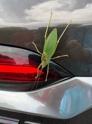 Katydid (Bush Cricket)