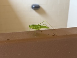 Katydid (Bush Cricket)