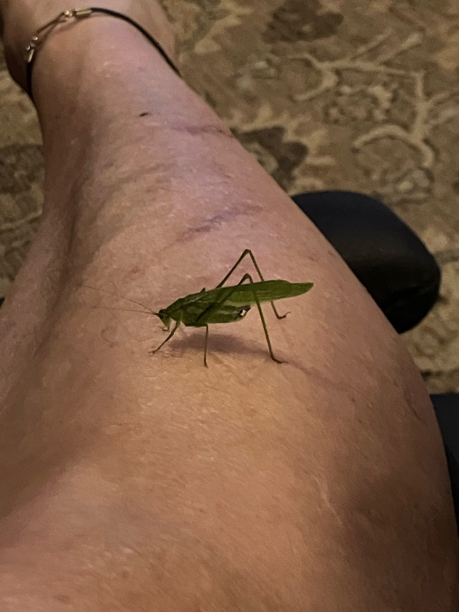 Katydid (likely a conehead katydid)