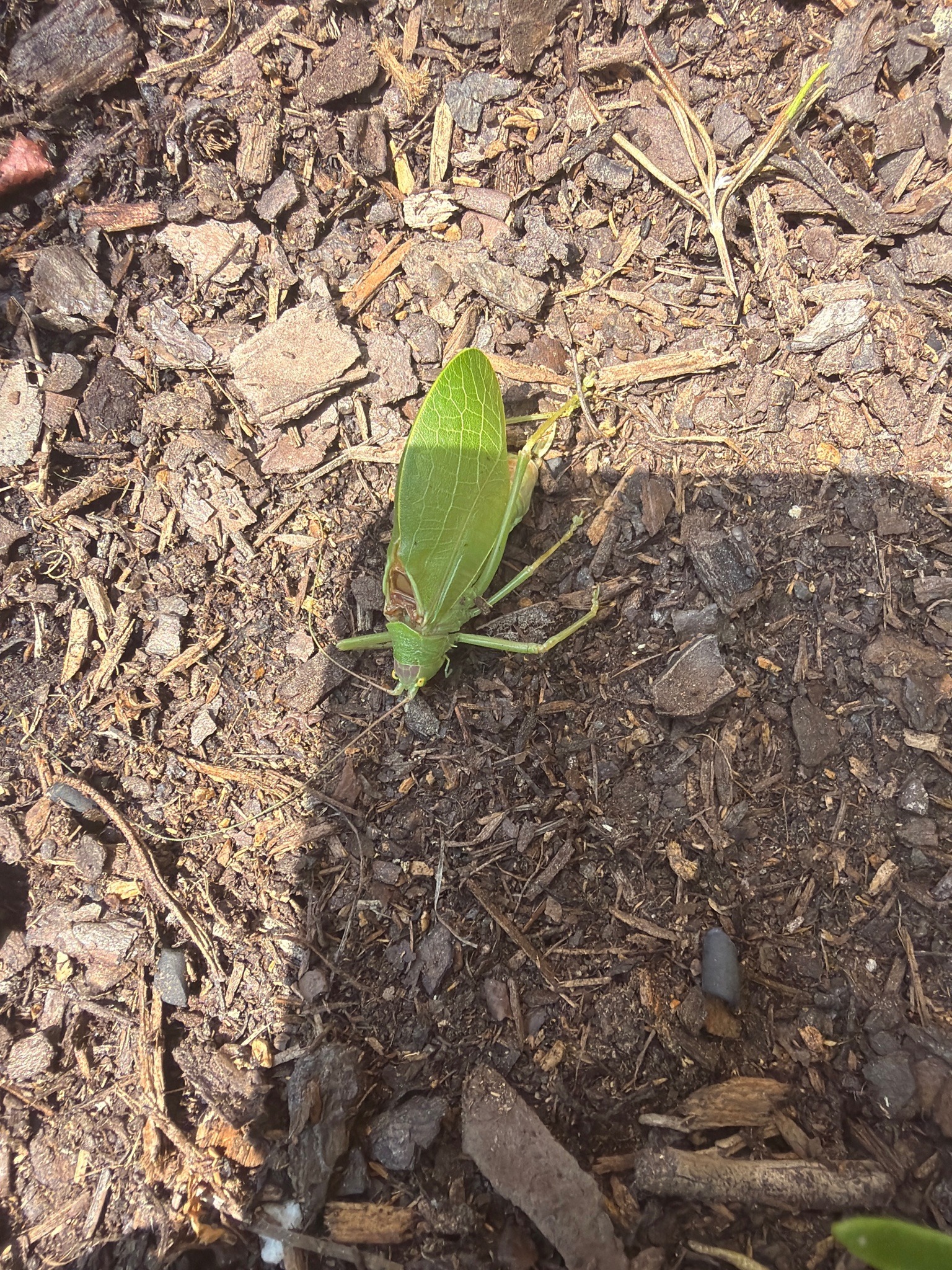 Katydid (specifically a Bush Cricket or True Katydid)