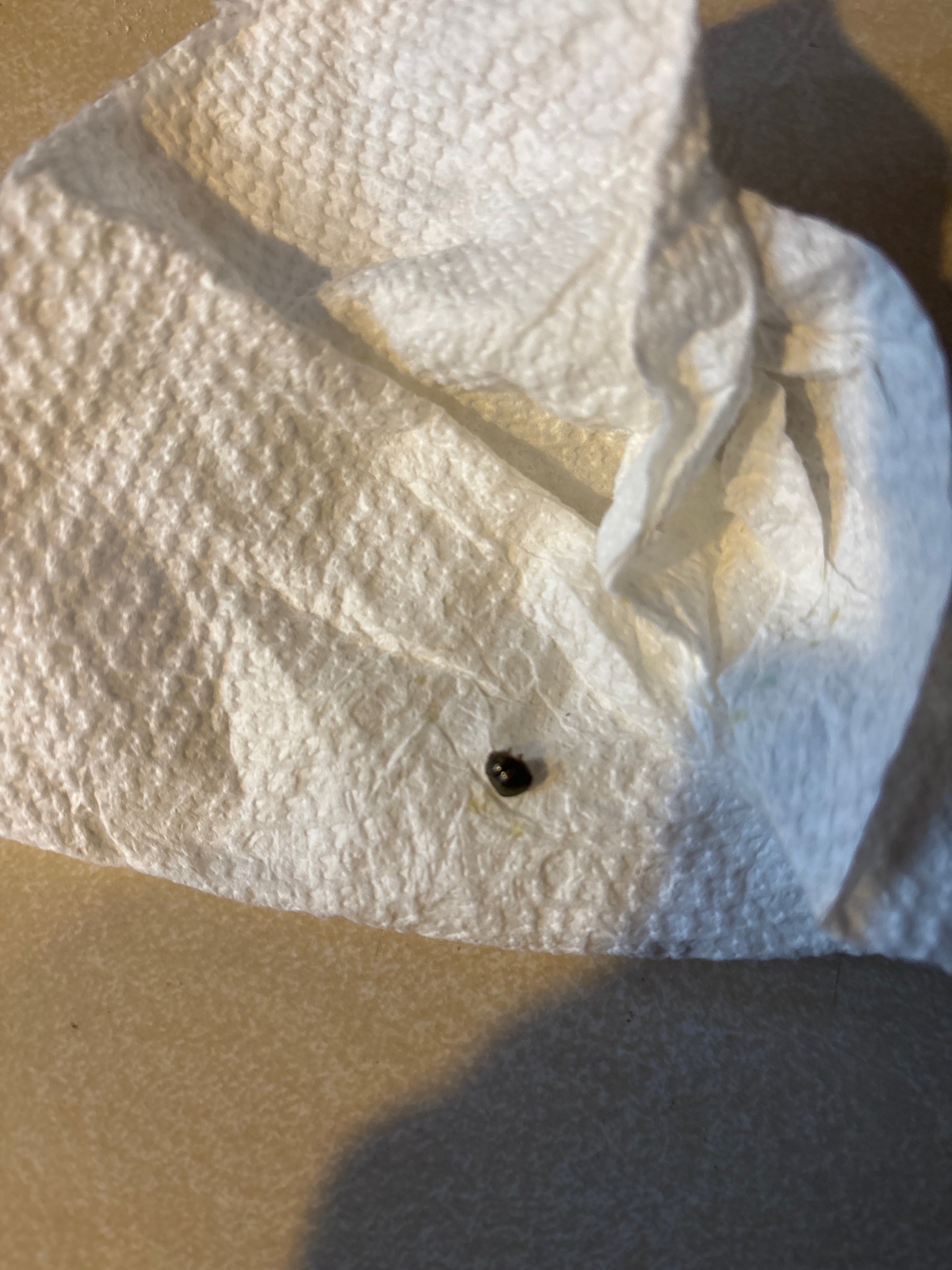 Kudzu Bug