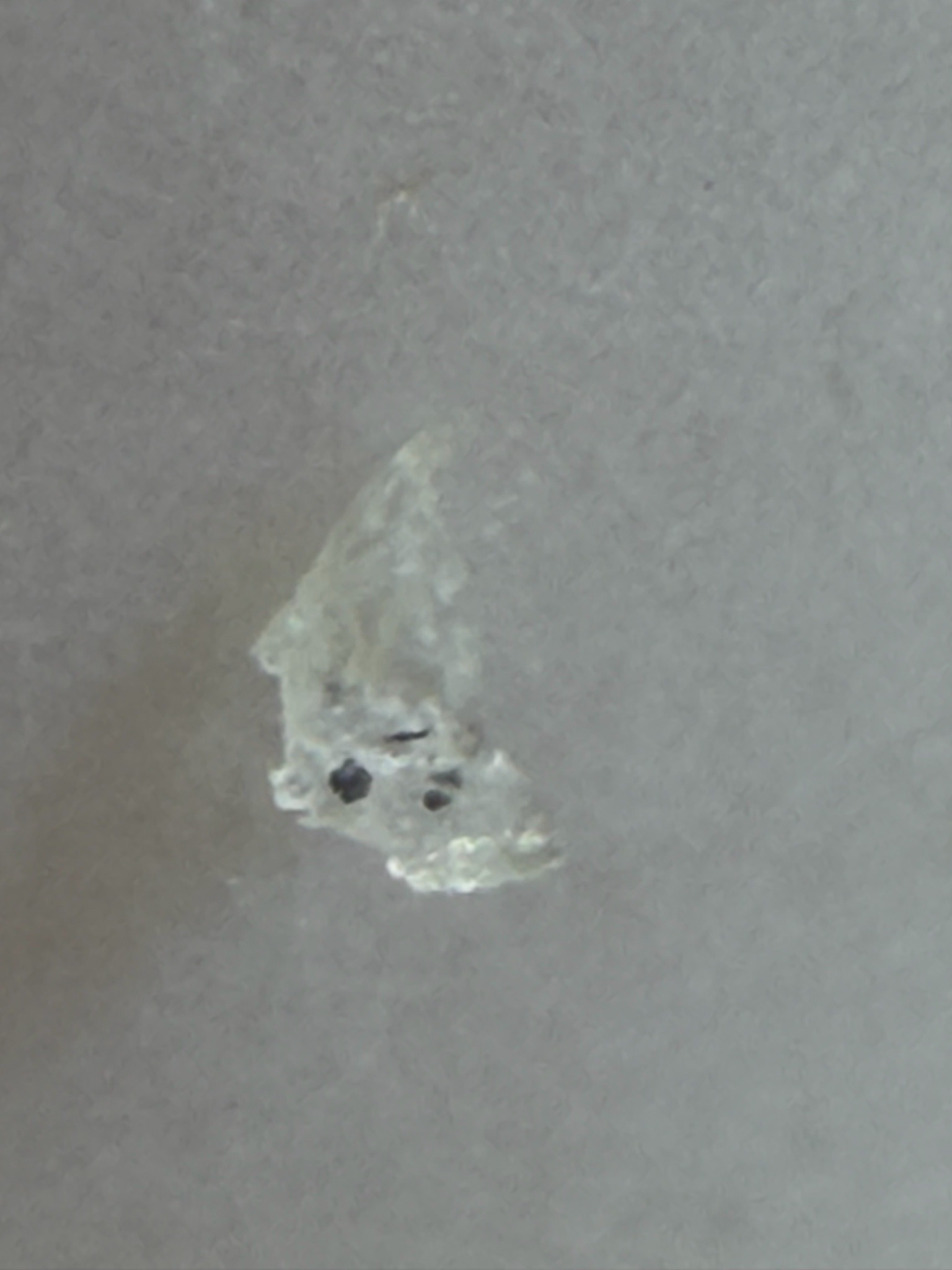 Lace Bug