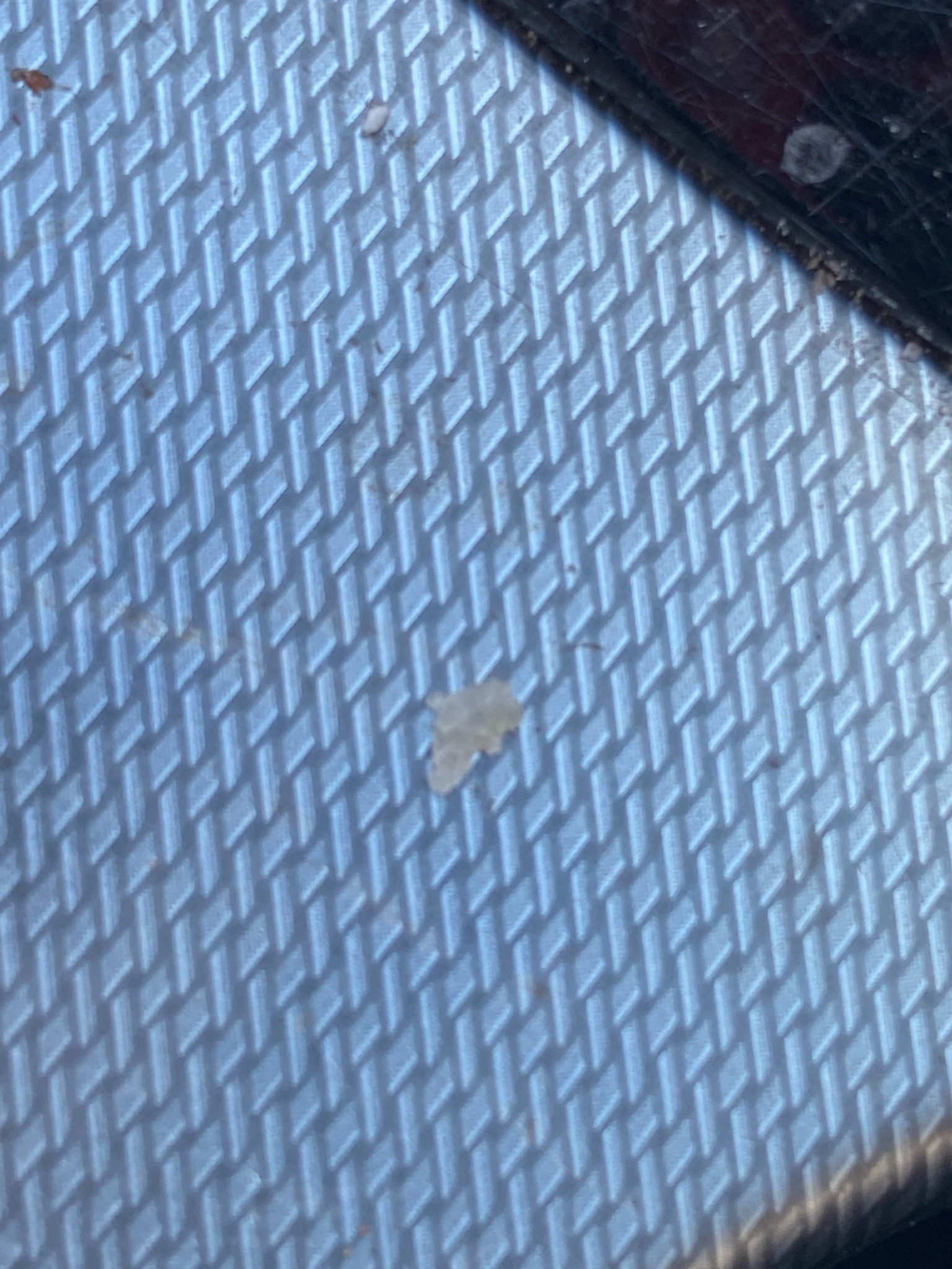 Lace Bug