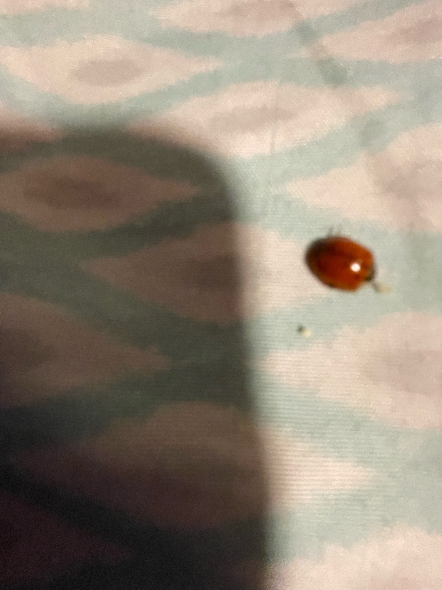 Ladybug (Ladybird Beetle)