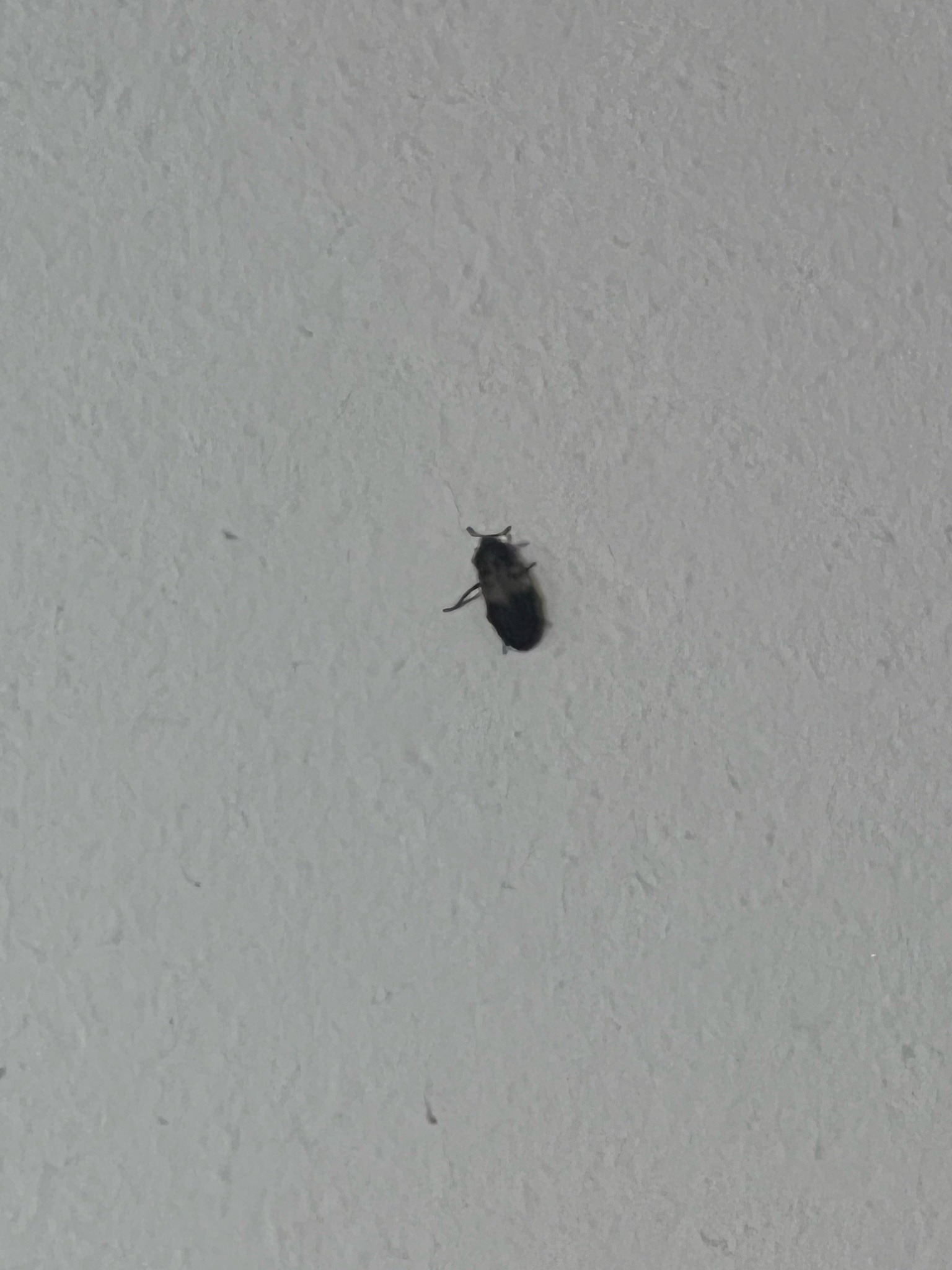 Larder Beetle