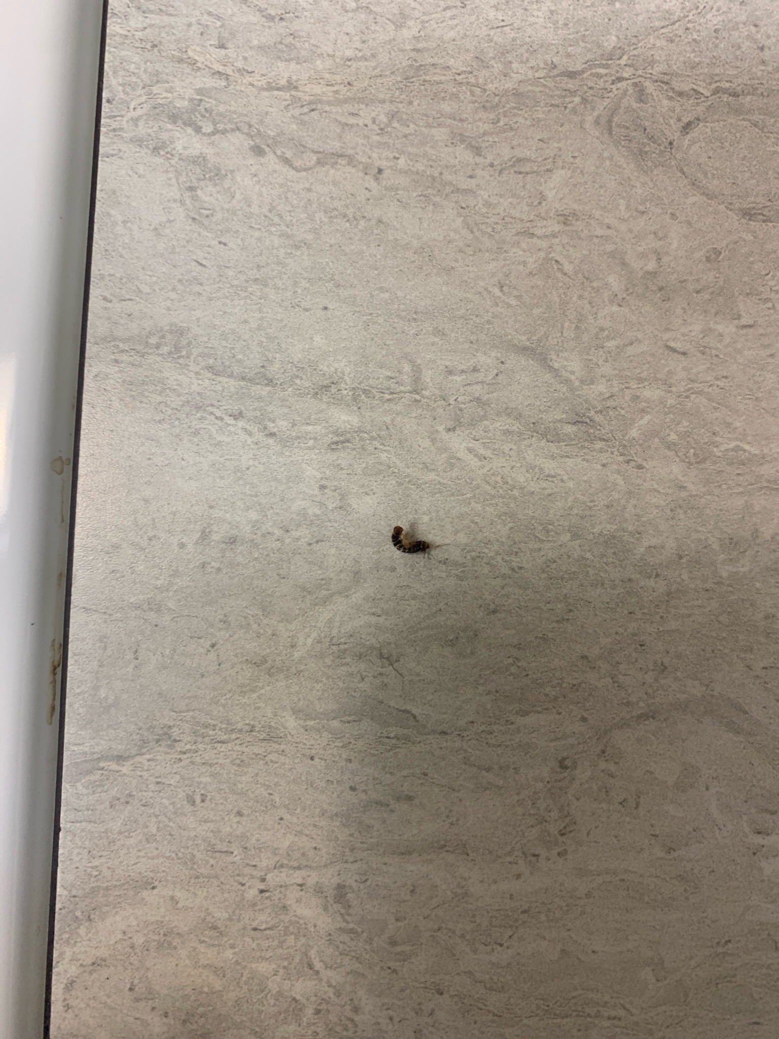 Larder beetle larva