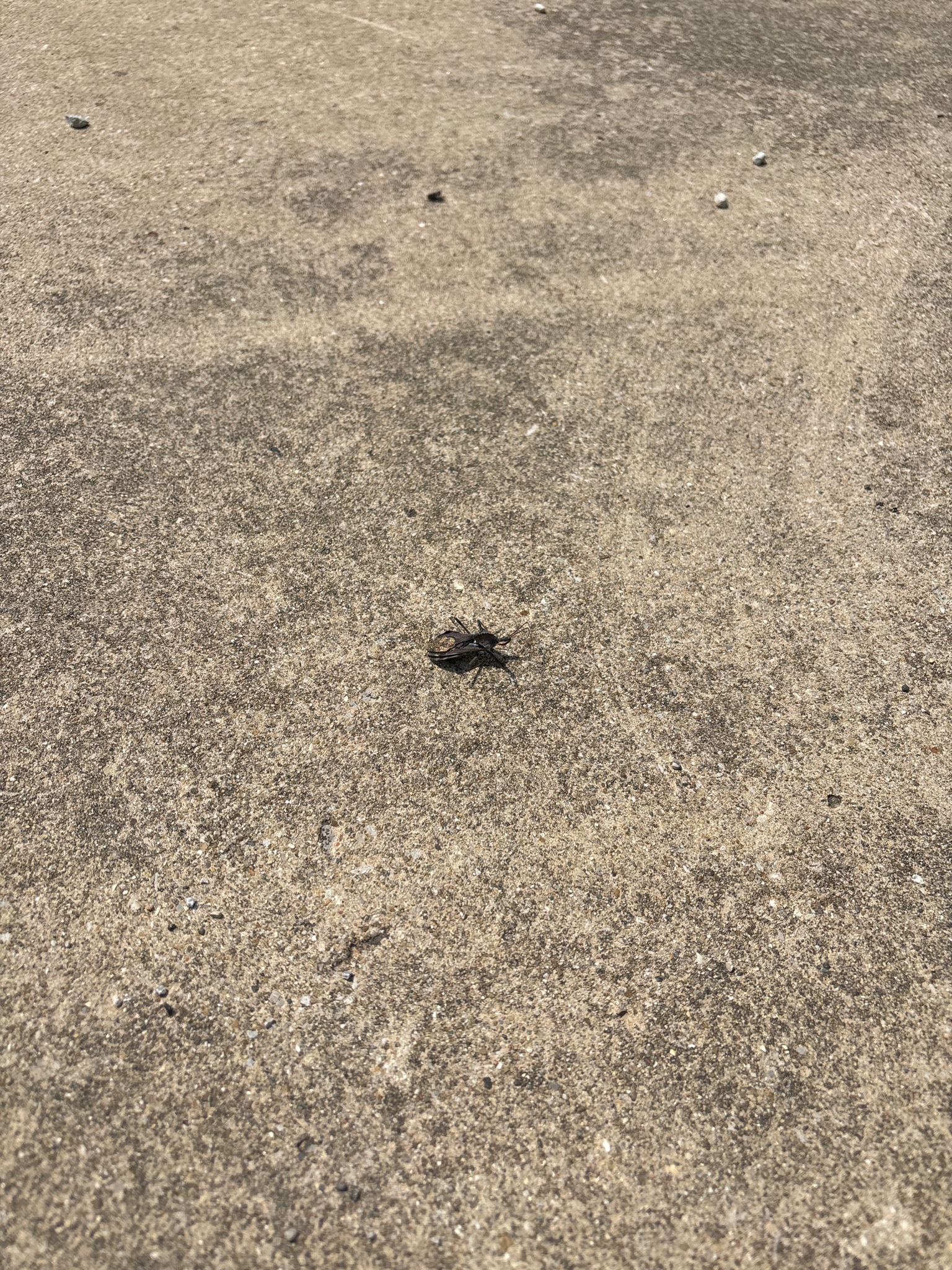 Leaf-footed bug