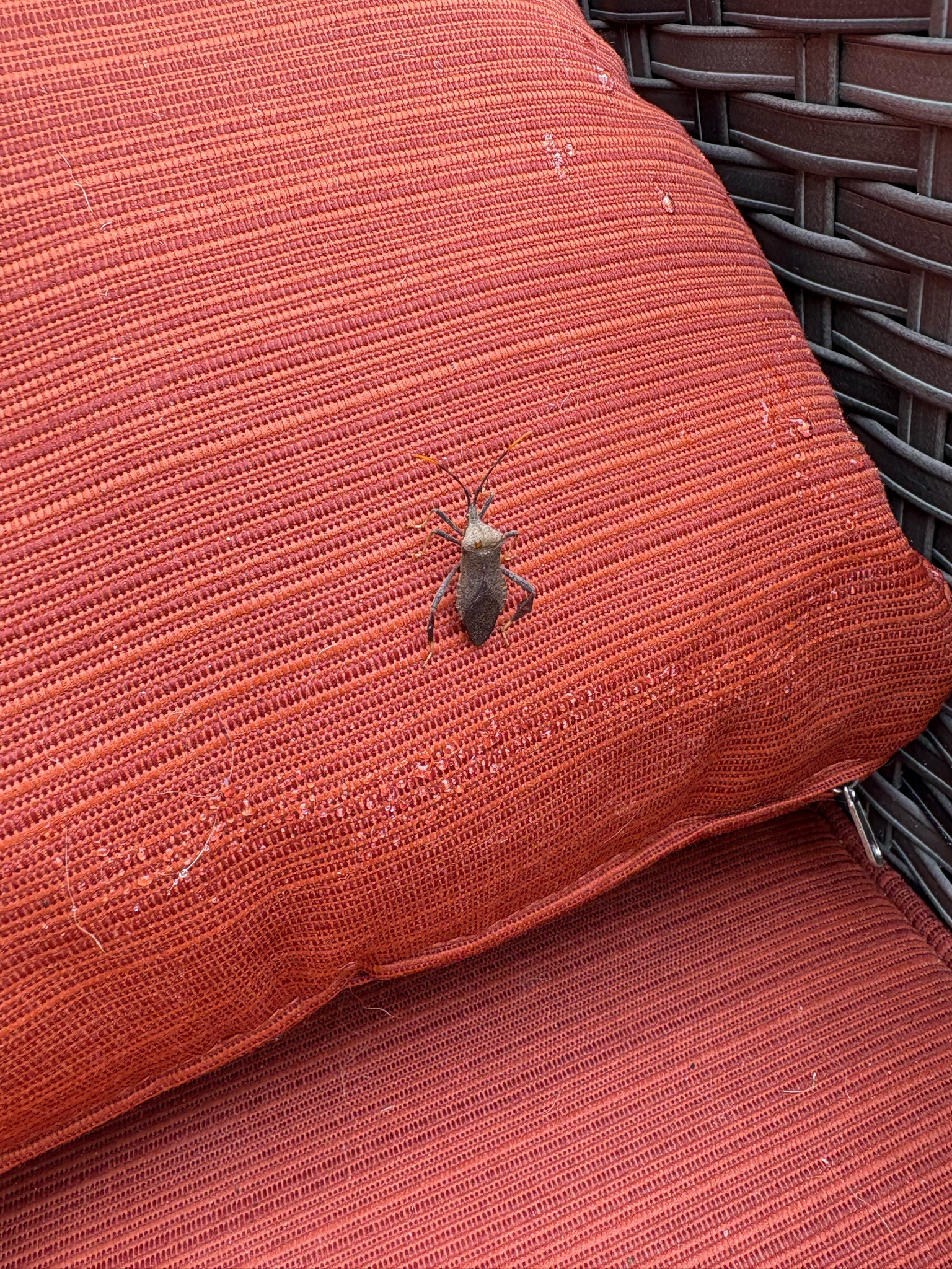 Leaf-footed bug