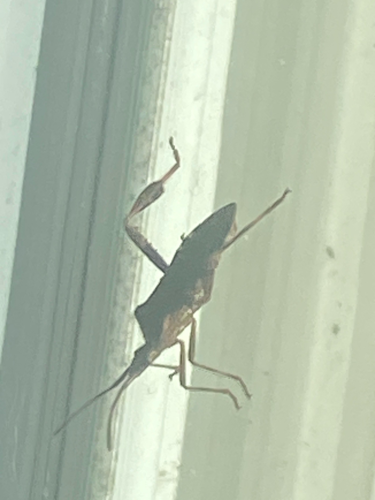 Leaf-footed bug (likely a western conifer seed bug)