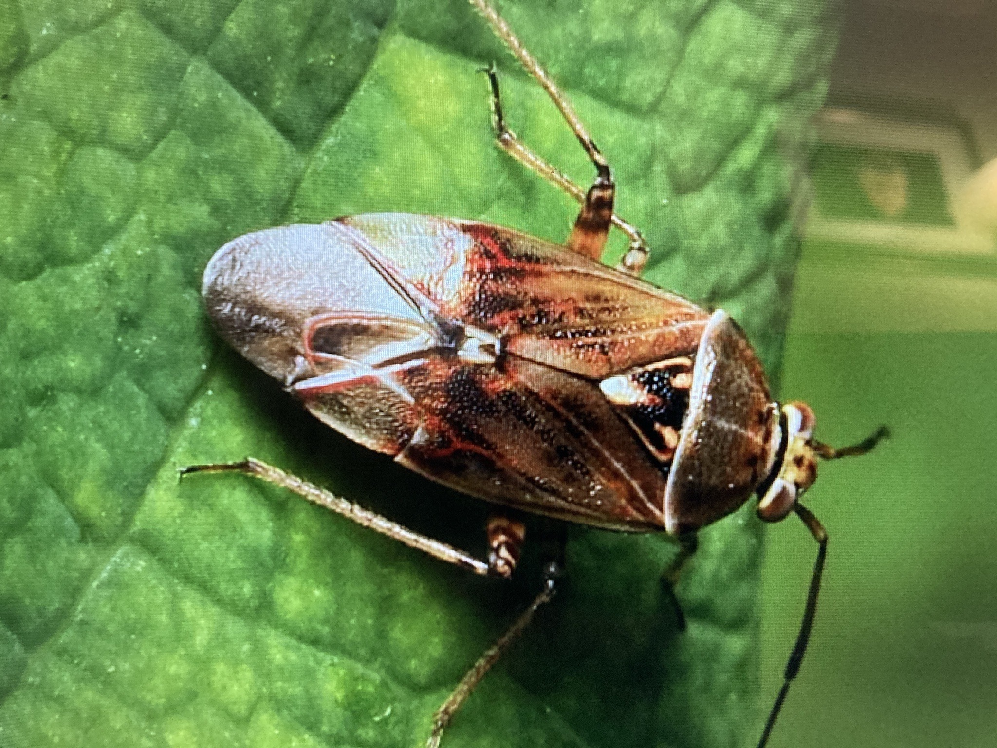 Leaf-footed bug (likely squash bug)
