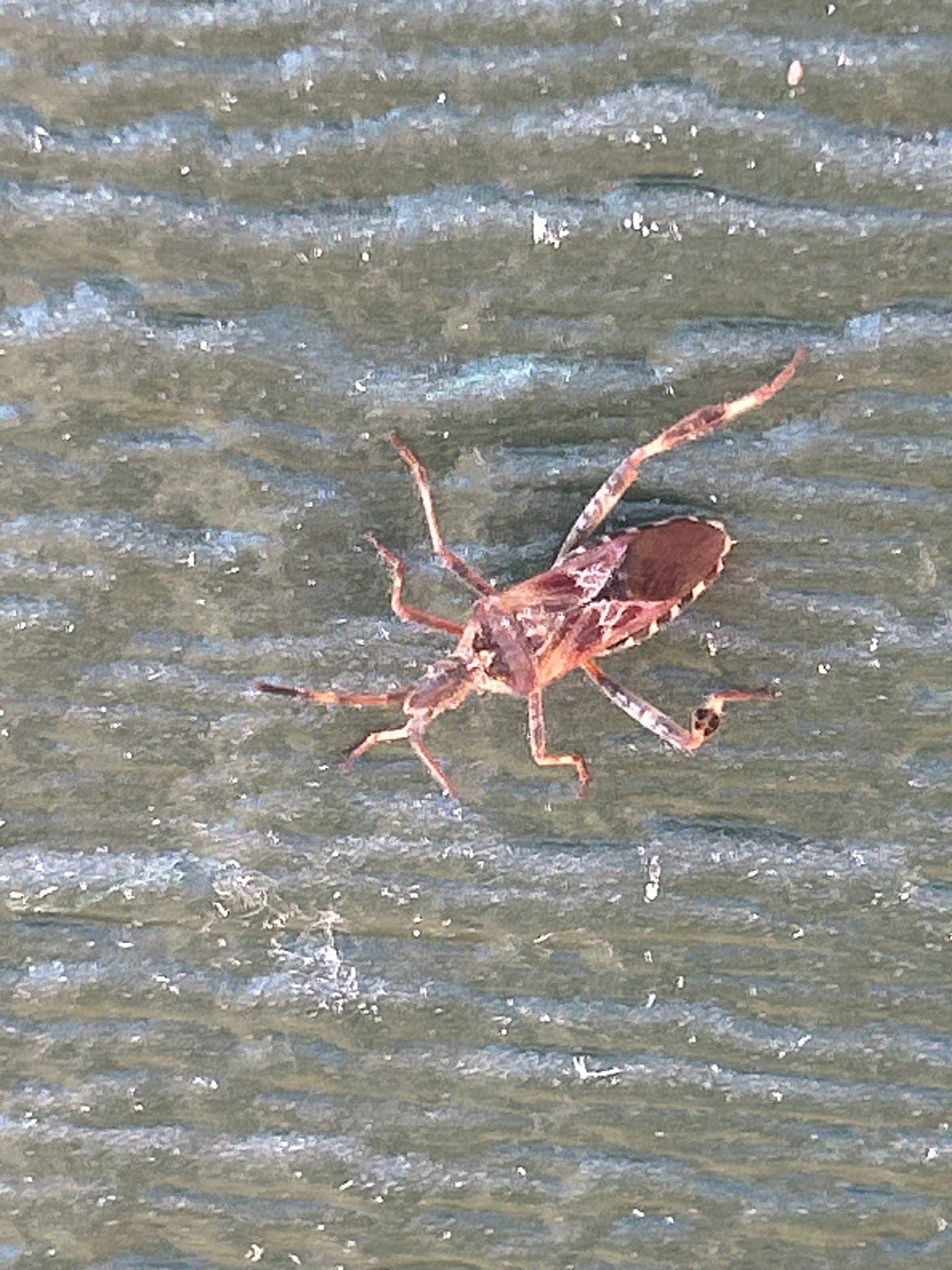 Leaf-footed bug (likely western conifer seed bug)