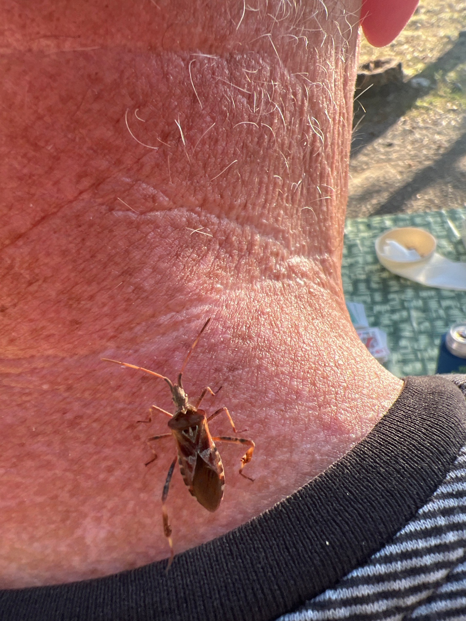 Leaf-footed bug (likely western conifer seed bug)