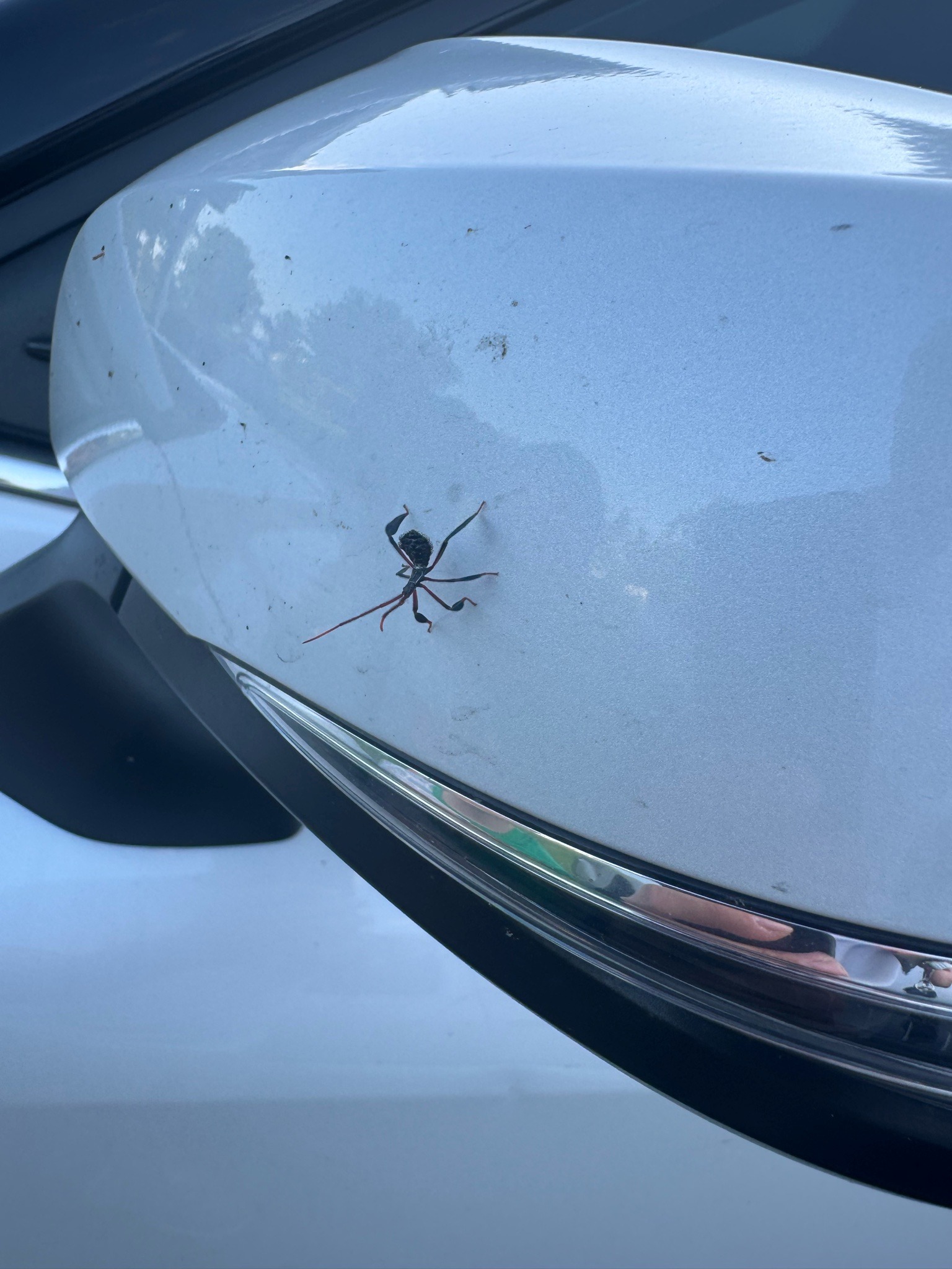 Leaf-footed bug nymph