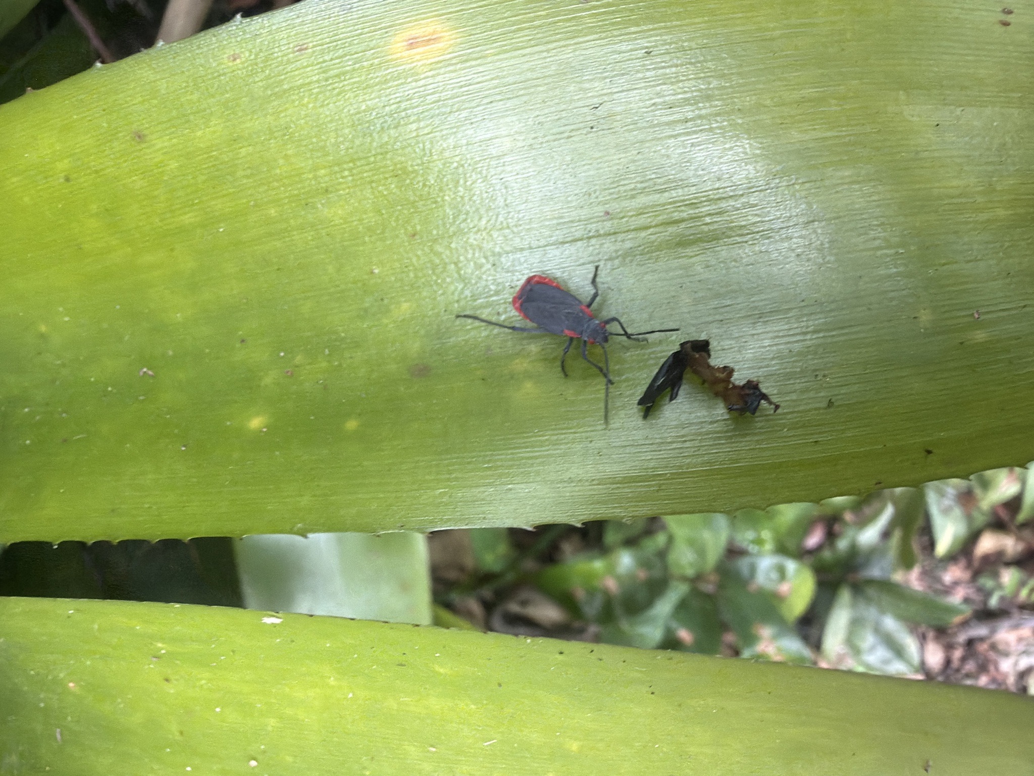 Leaf-footed bug (probable squash bug relative)