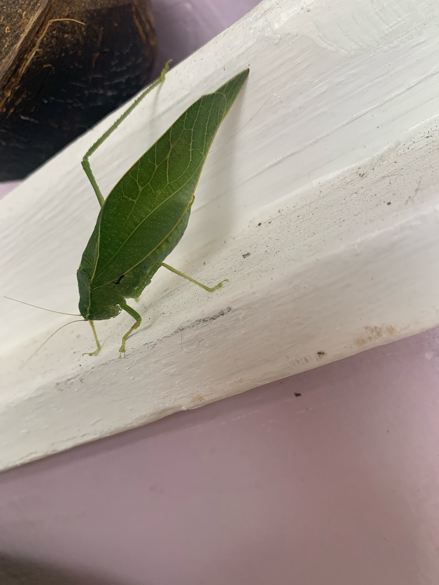 Leaf katydid (likely greater angle-wing katydid)