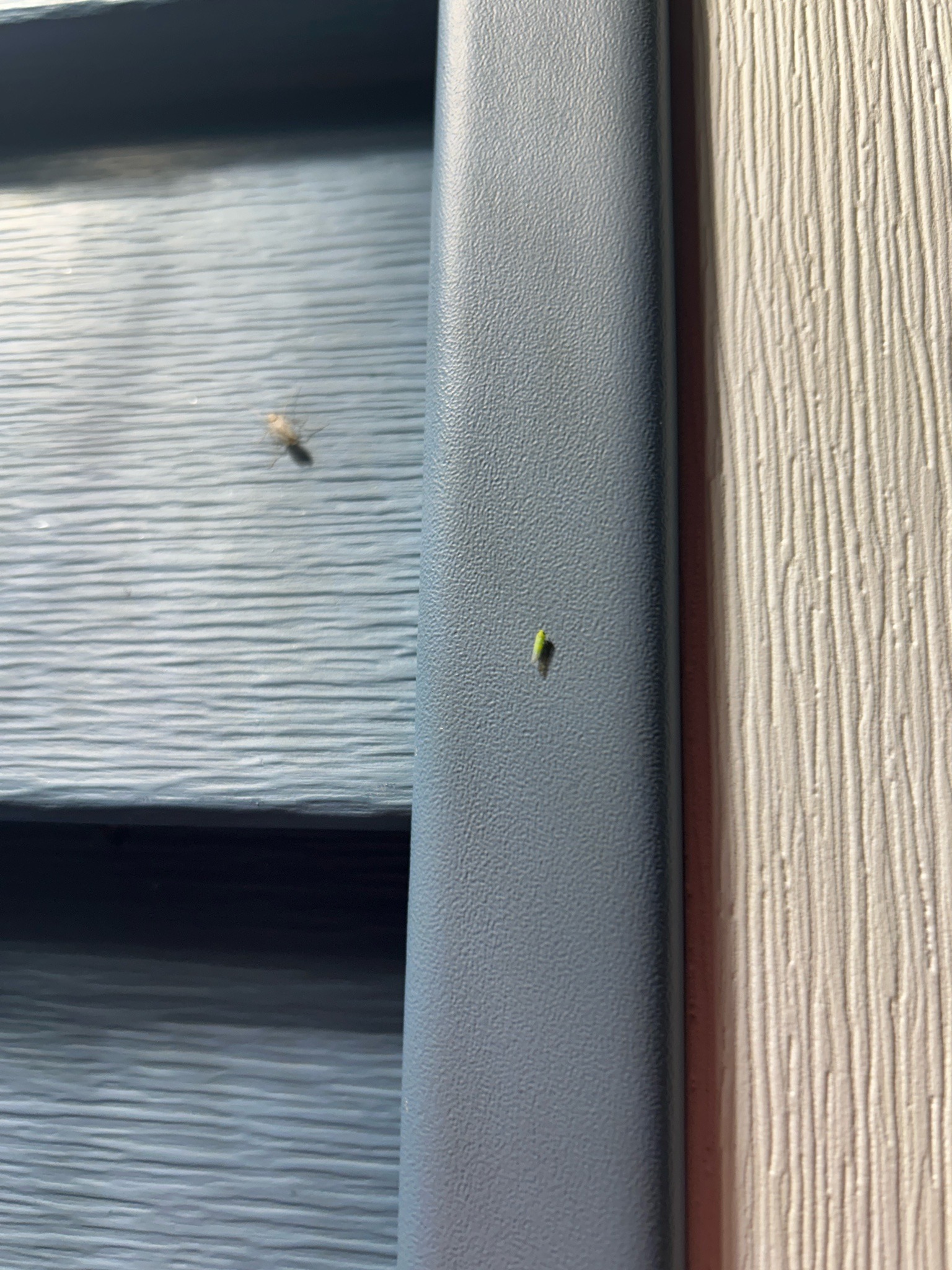 Leafhopper