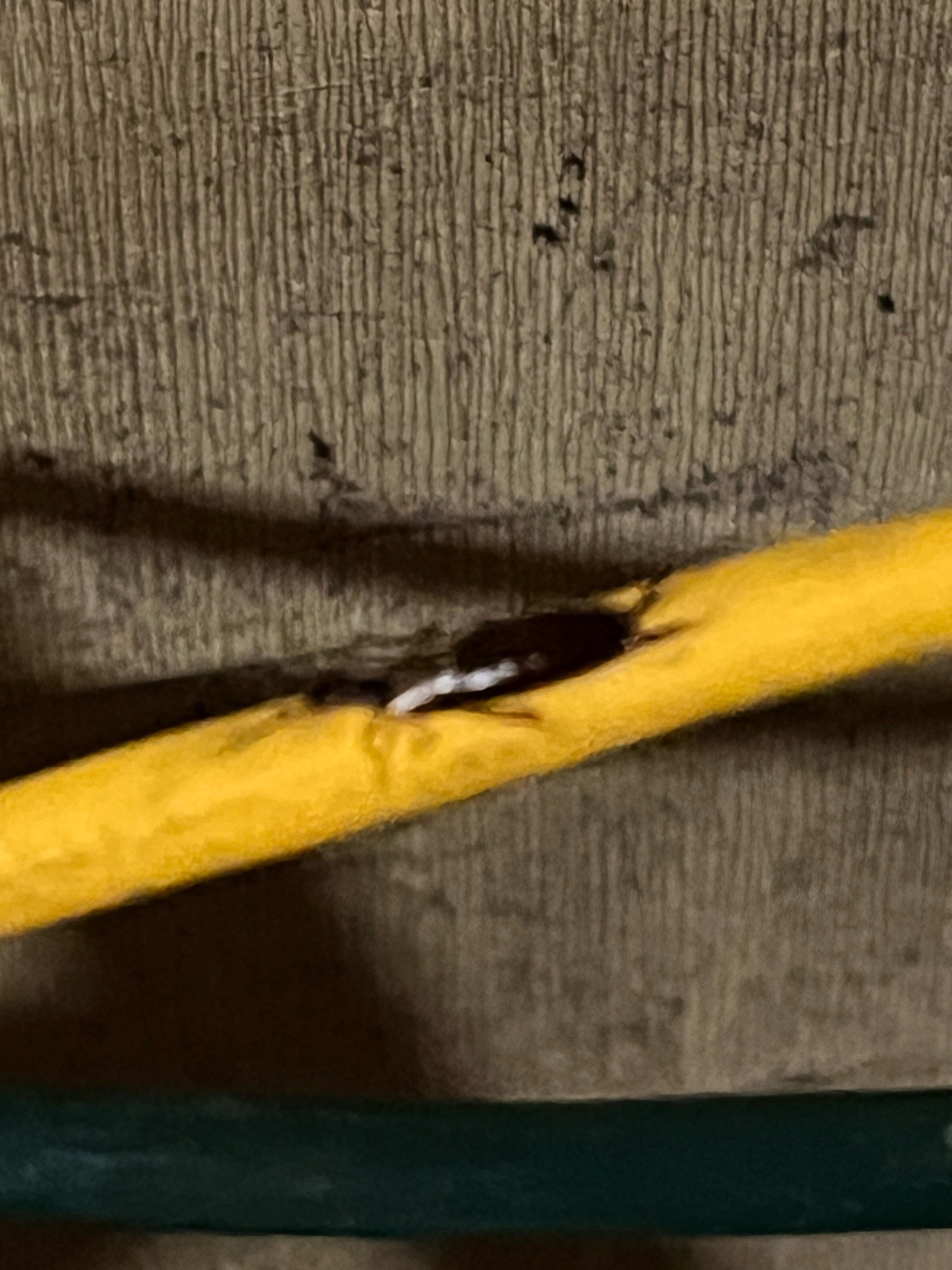 Likely a small black ant