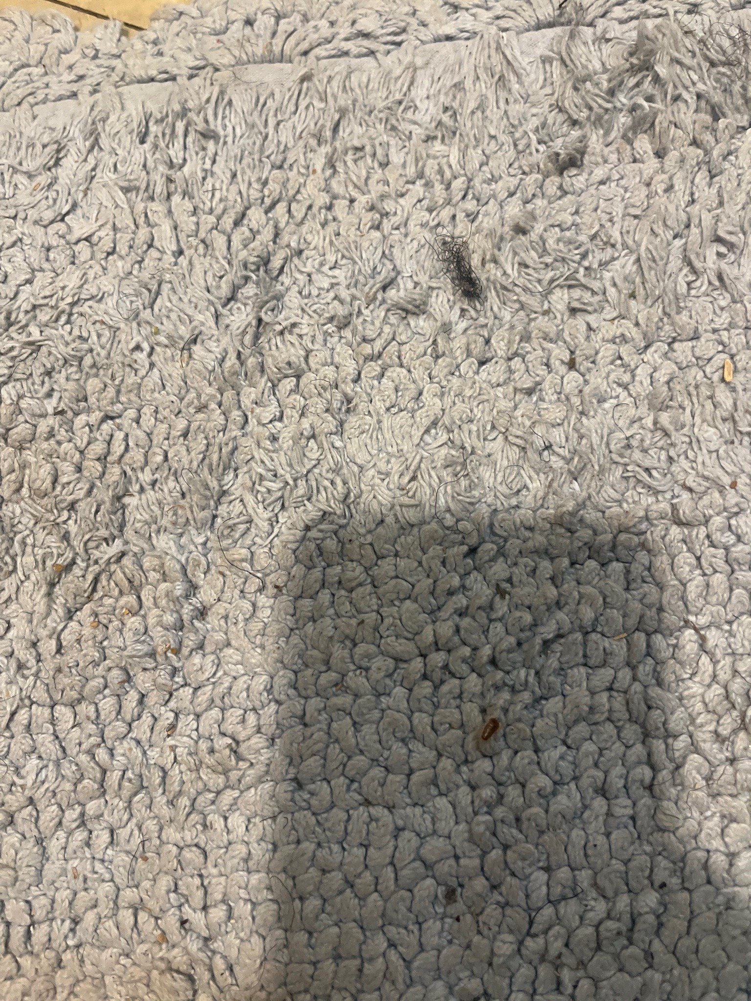 Likely adult carpet beetle (varied carpet beetle)