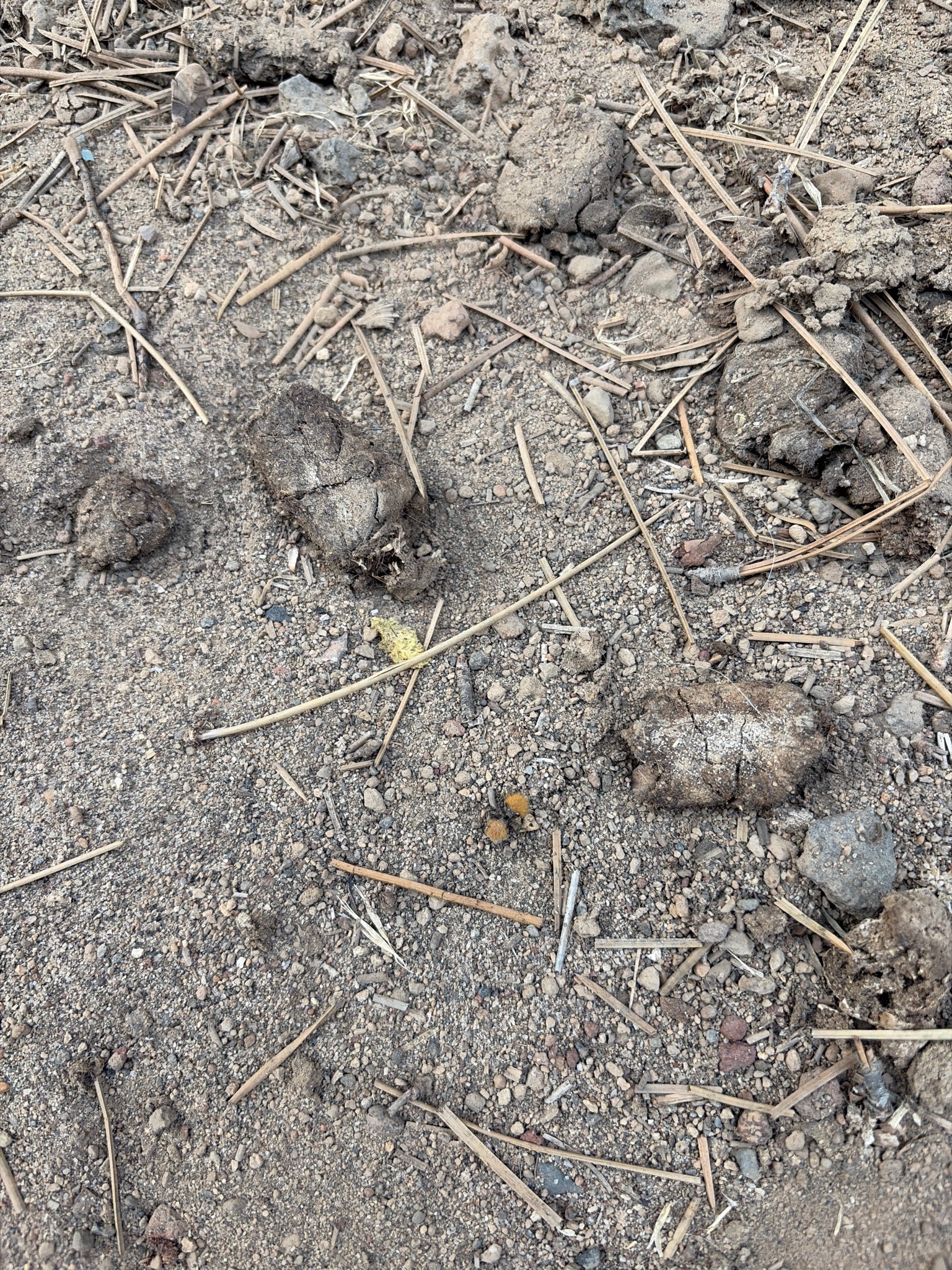Likely antlion larva (doodlebug)