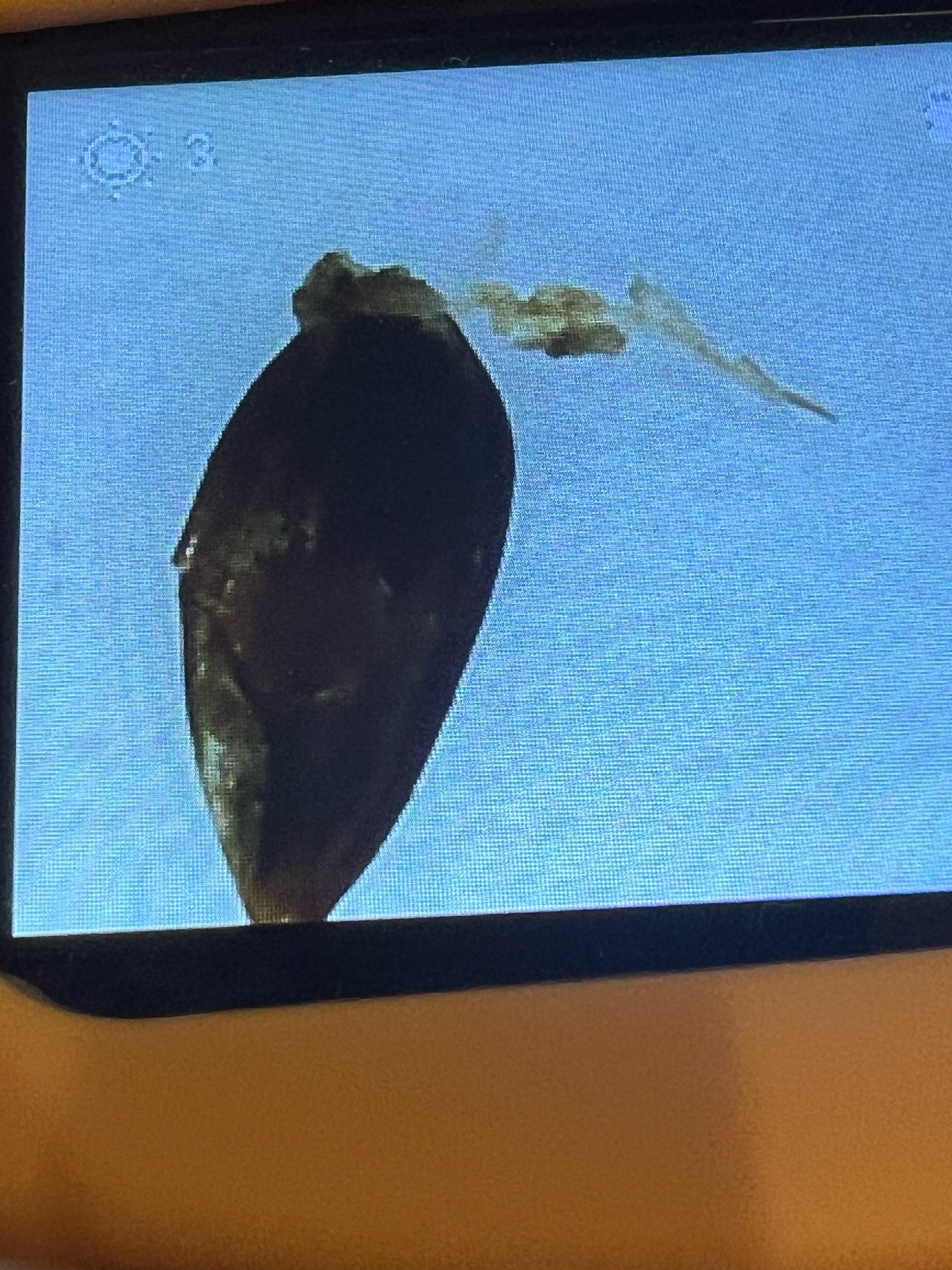 Likely aquatic leech