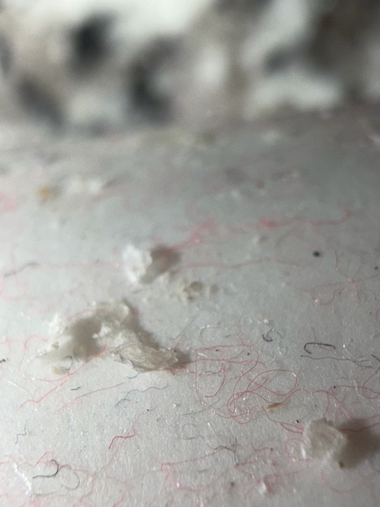 Likely booklouse (psocid)