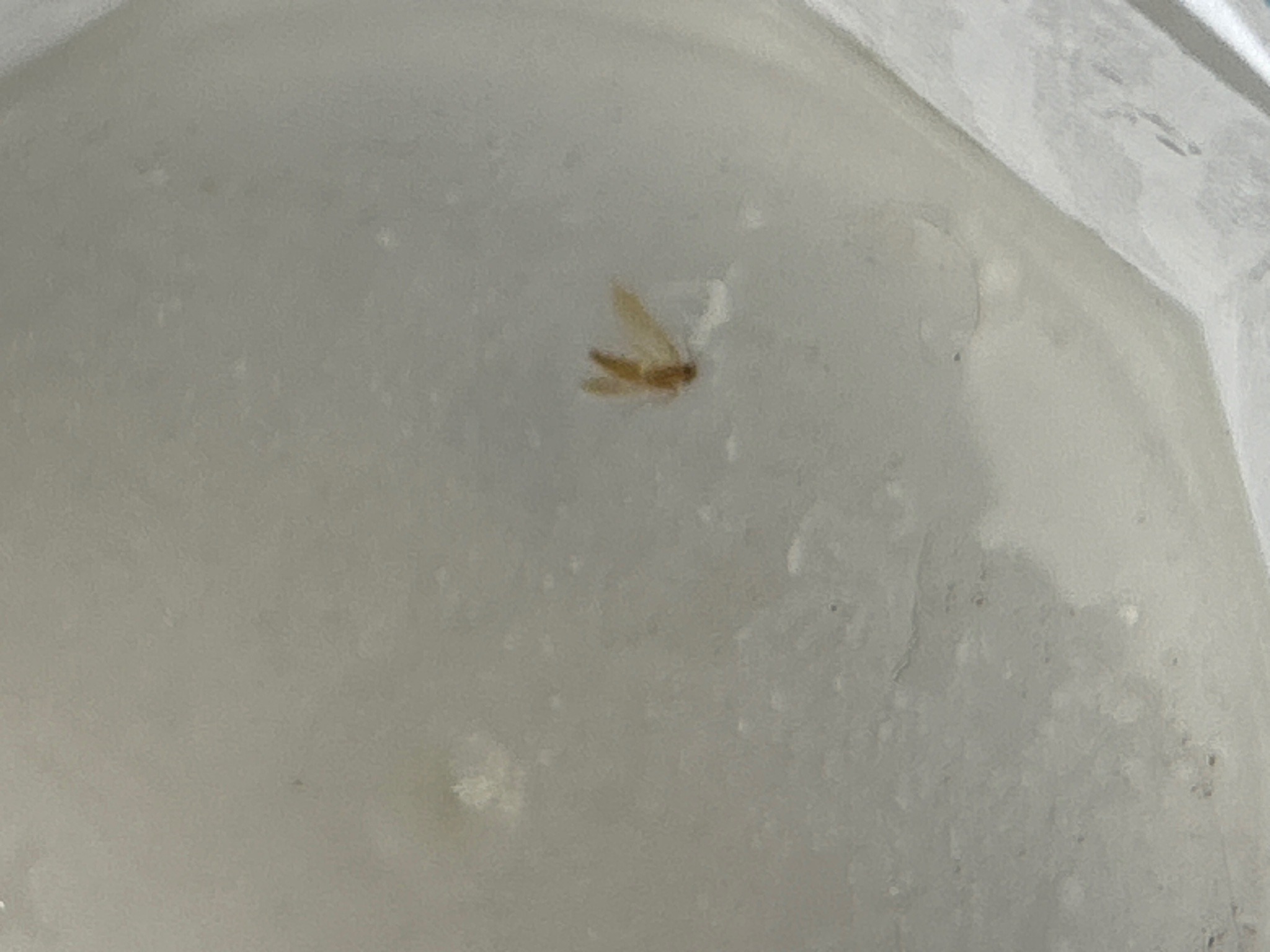 Likely booklouse (psocid)