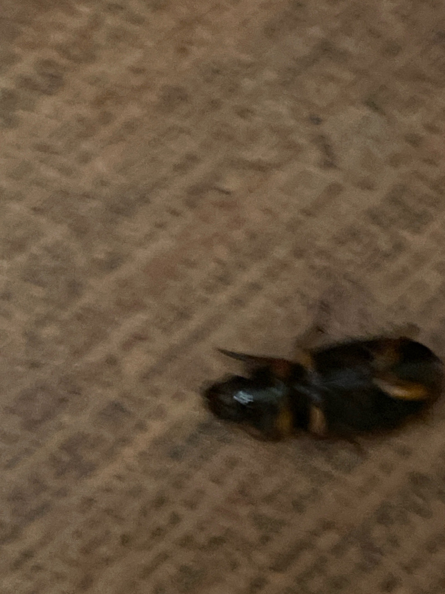 Likely carpenter bee (possibly a bumblebee)