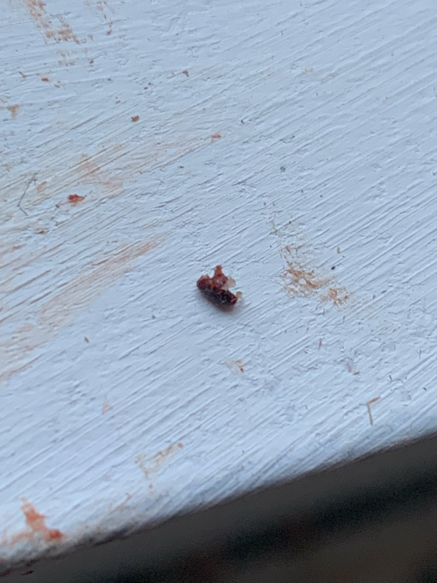 Likely clover mite