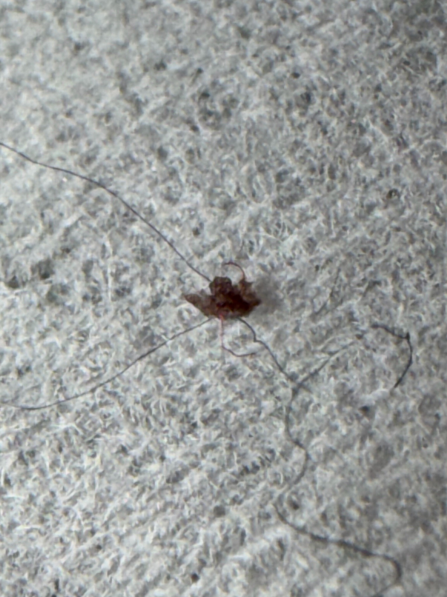 Likely cockroach nymph—possibly a German cockroach nymph