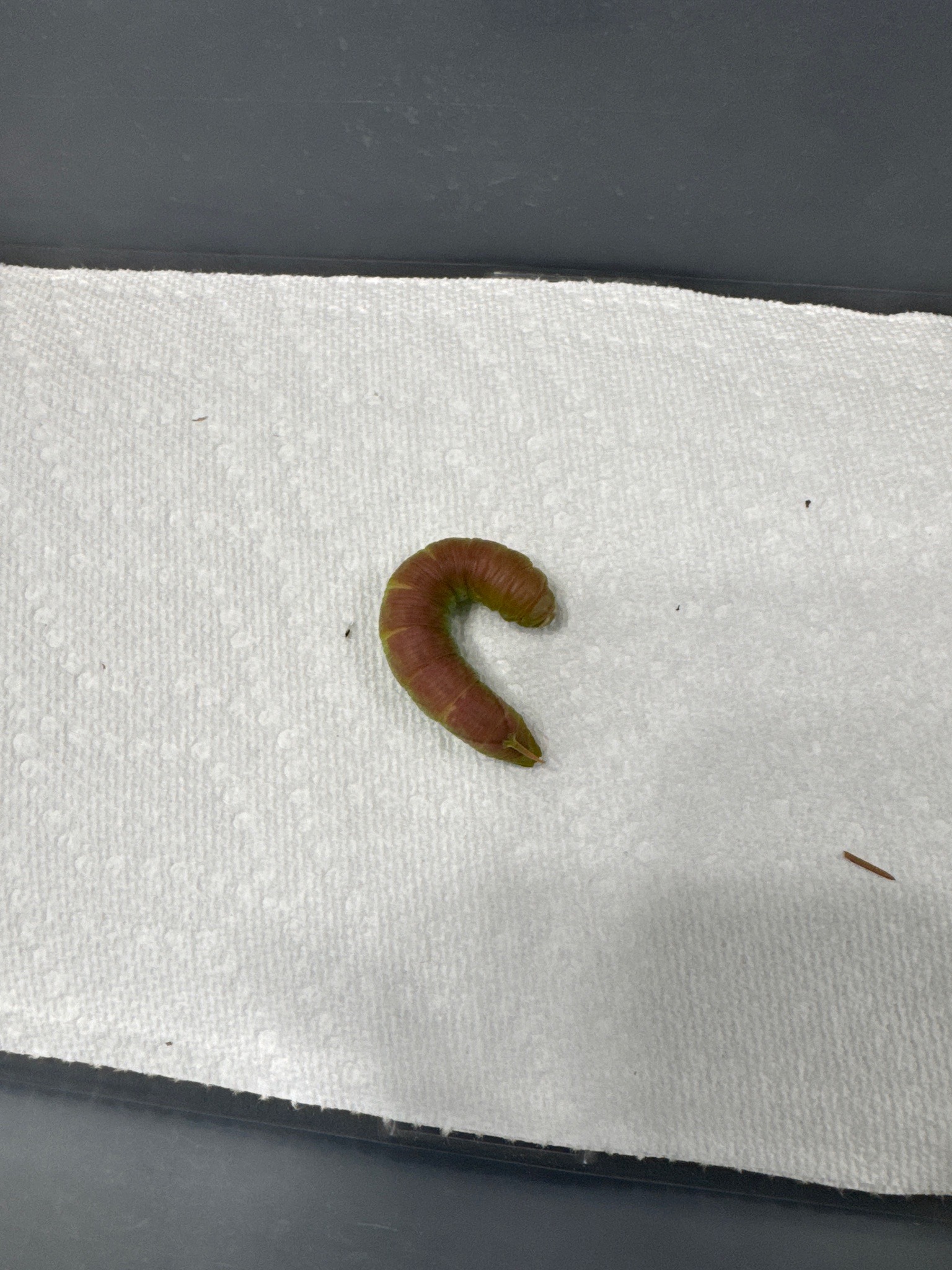 Likely cutworm caterpillar