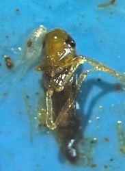 Likely fungus gnat (adult)