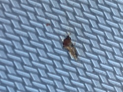 Likely ground beetle (carabid beetle)
