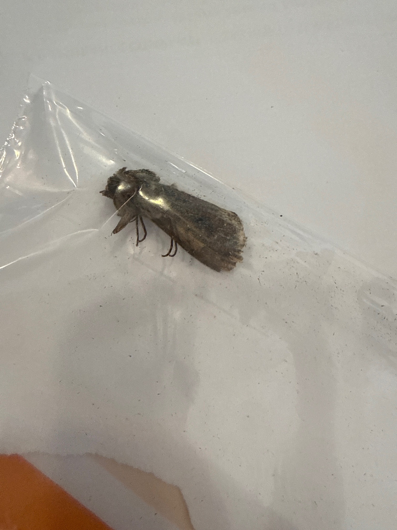 Likely Indianmeal moth (pantry moth)