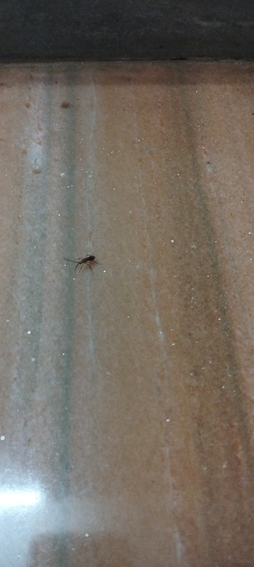 Likely small ant (identification limited by image)