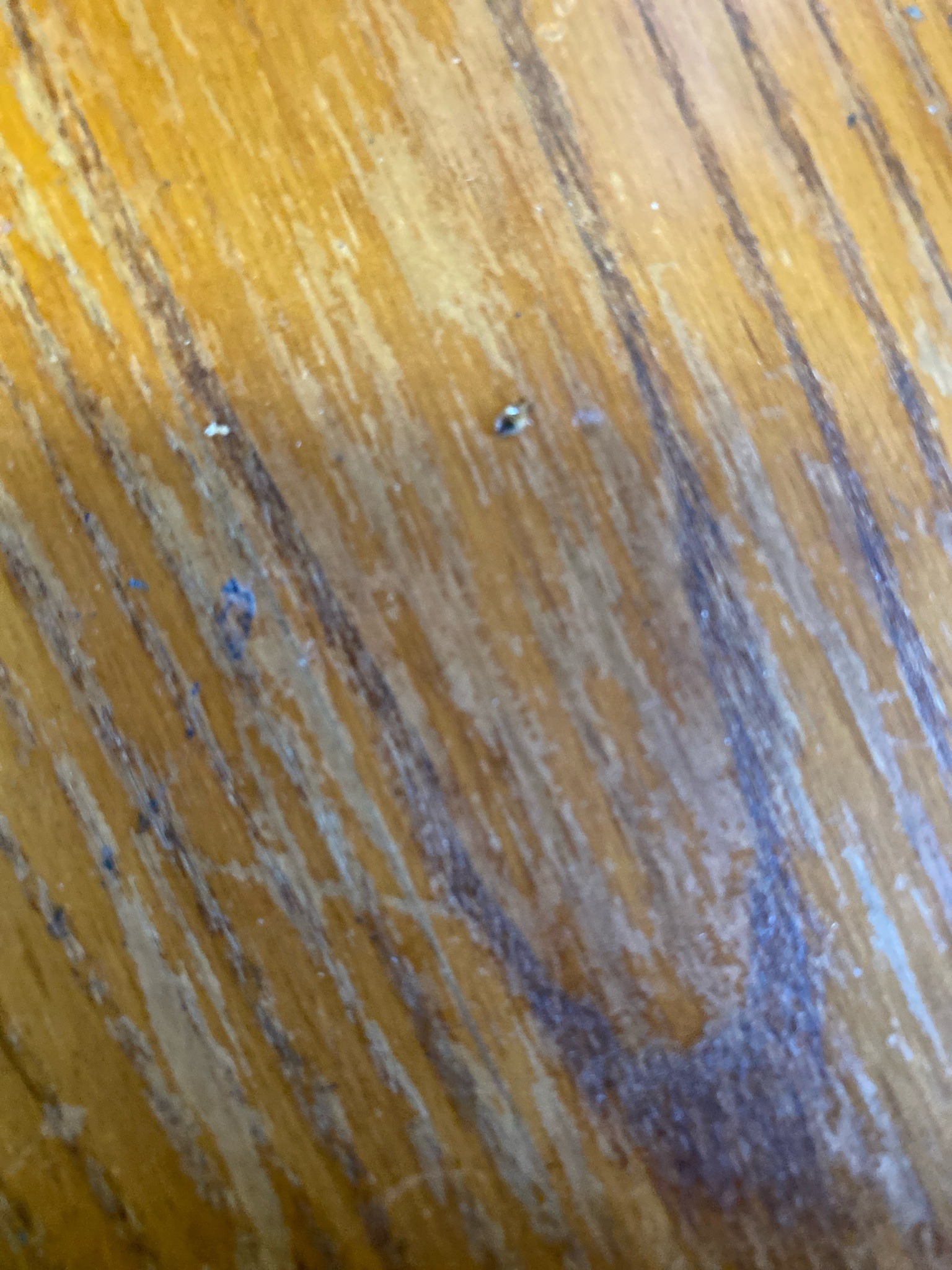Likely spider beetle