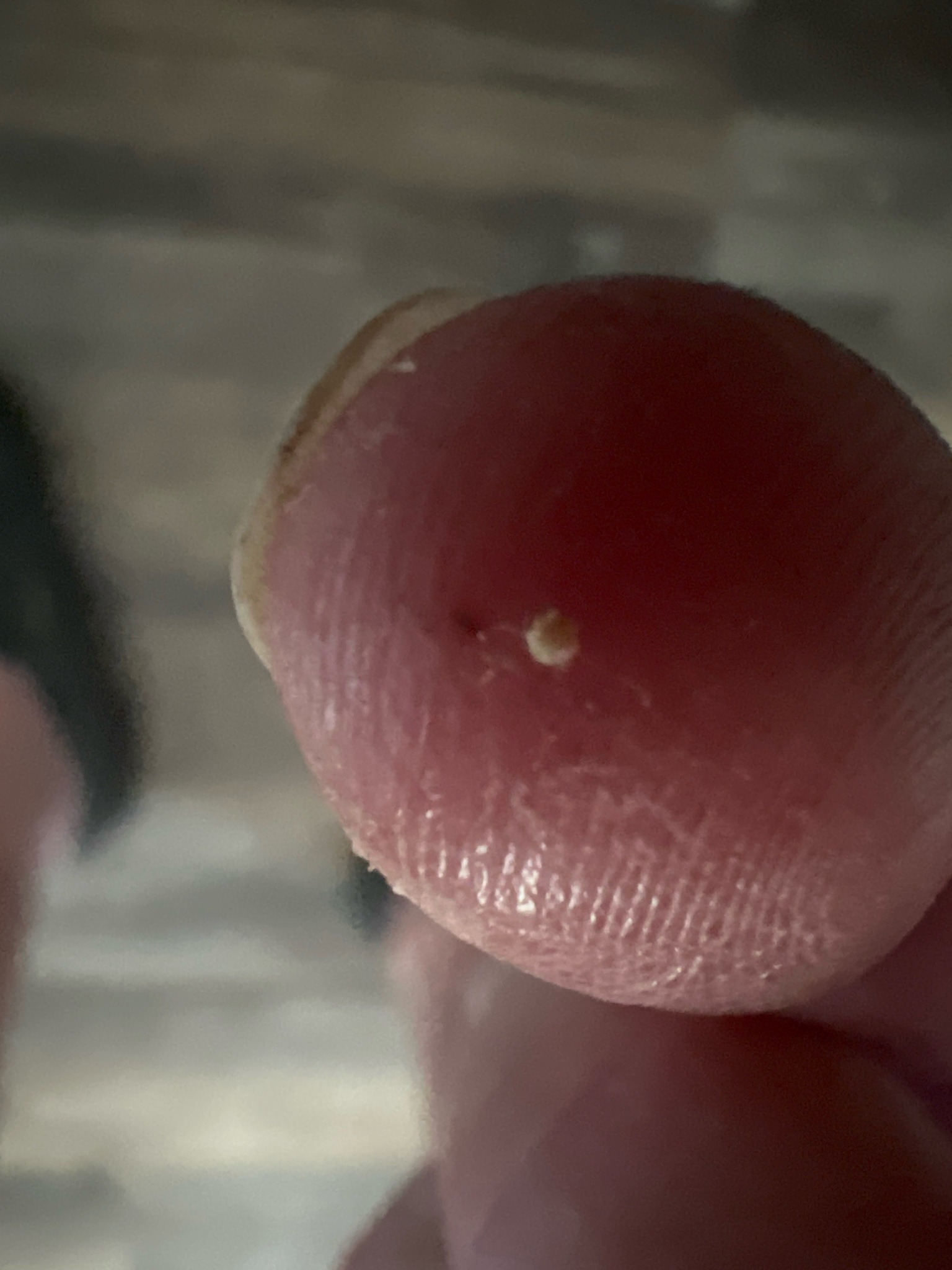 Lone Star tick larva