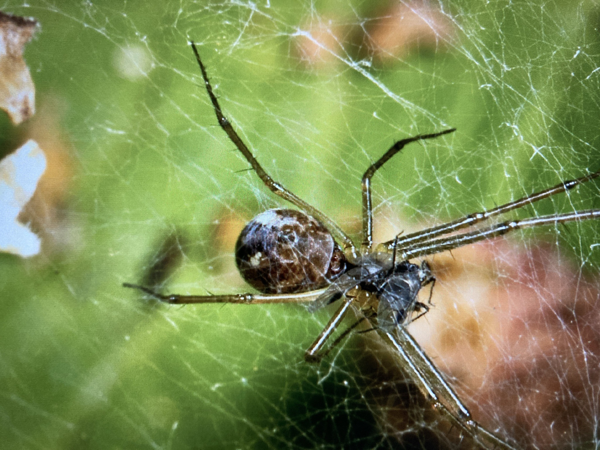 Long-bodied cellar spider (daddy longlegs)