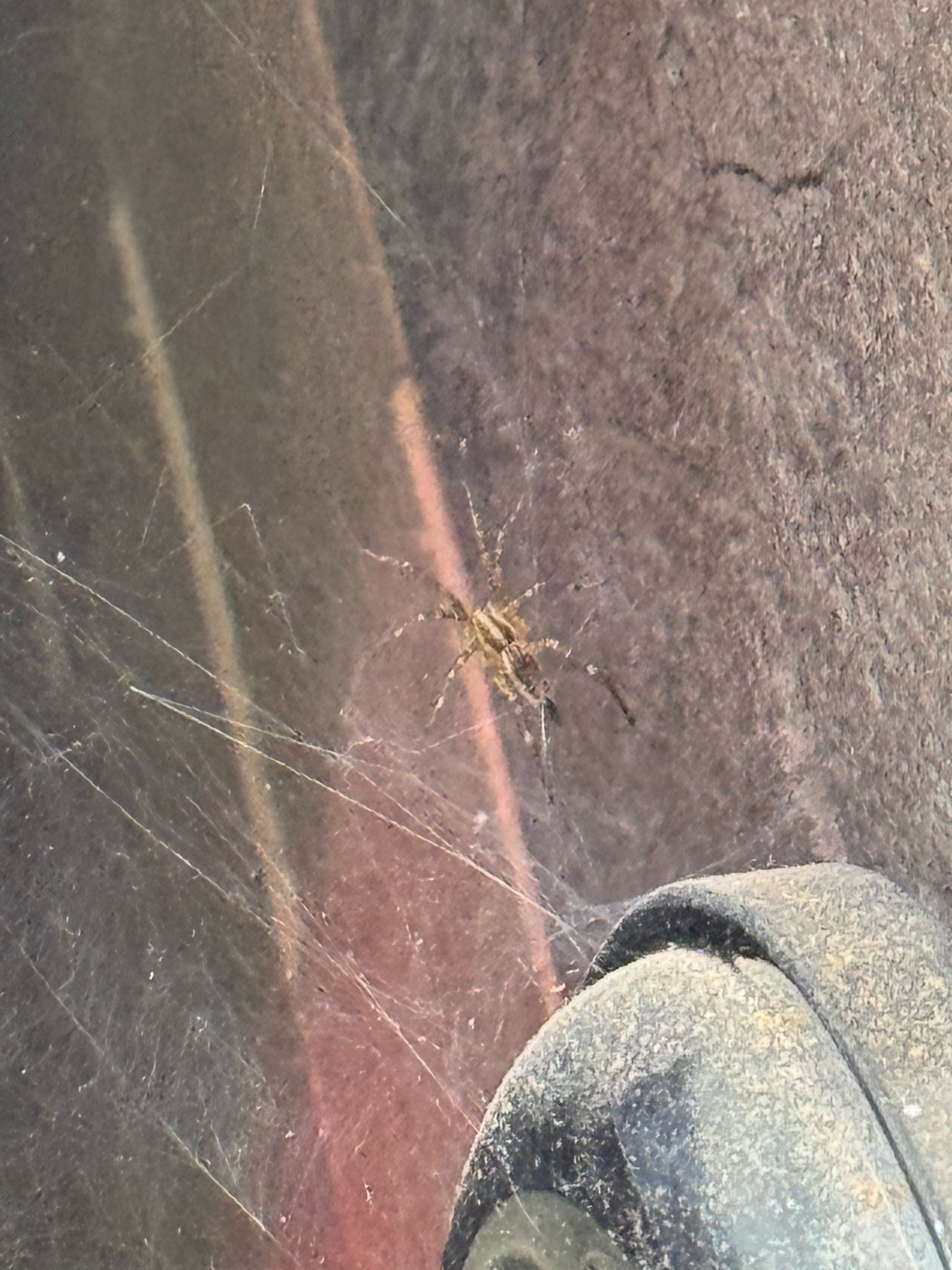 Long-bodied cellar spider (daddy longlegs spider)