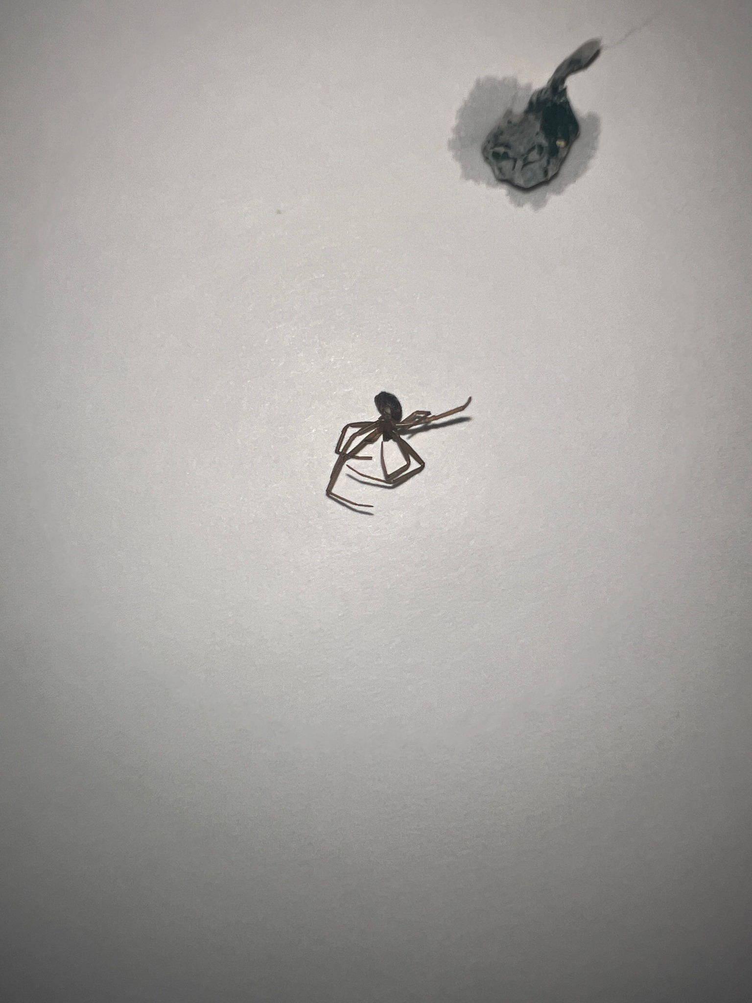 Long-bodied cellar spider (likely)