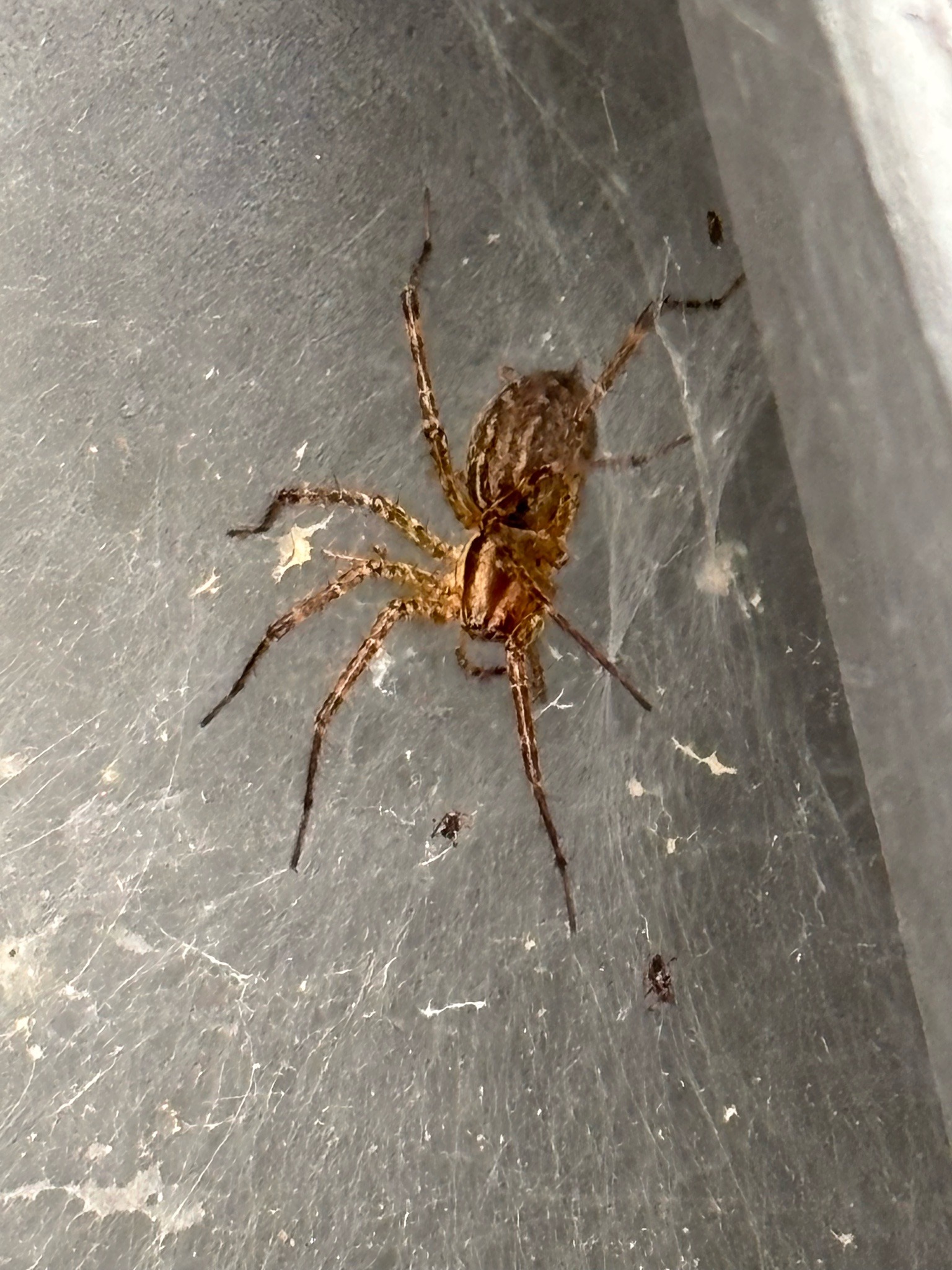Long-bodied cellar spider (likely)