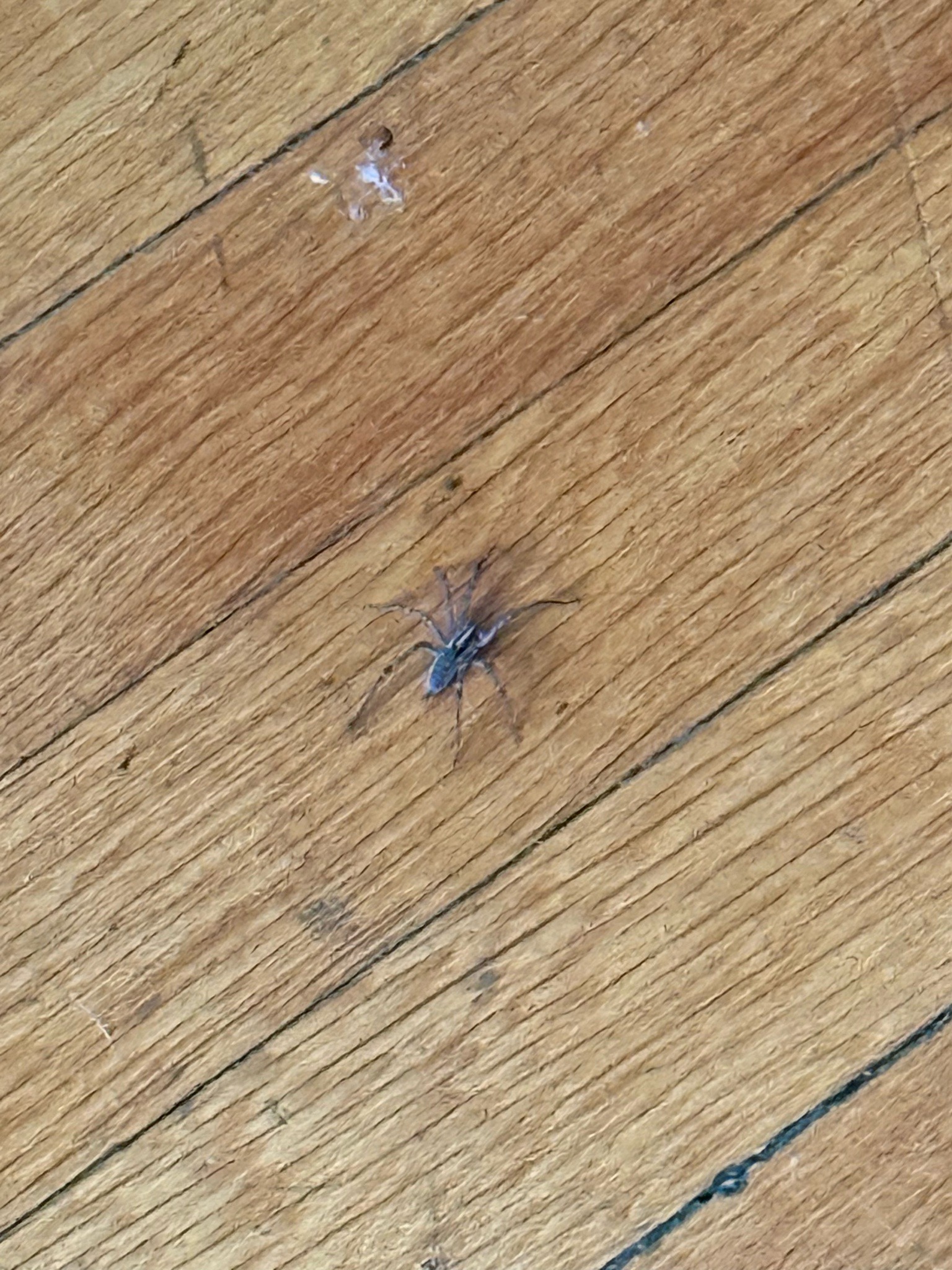 Long-jawed orb-weaver (likely)