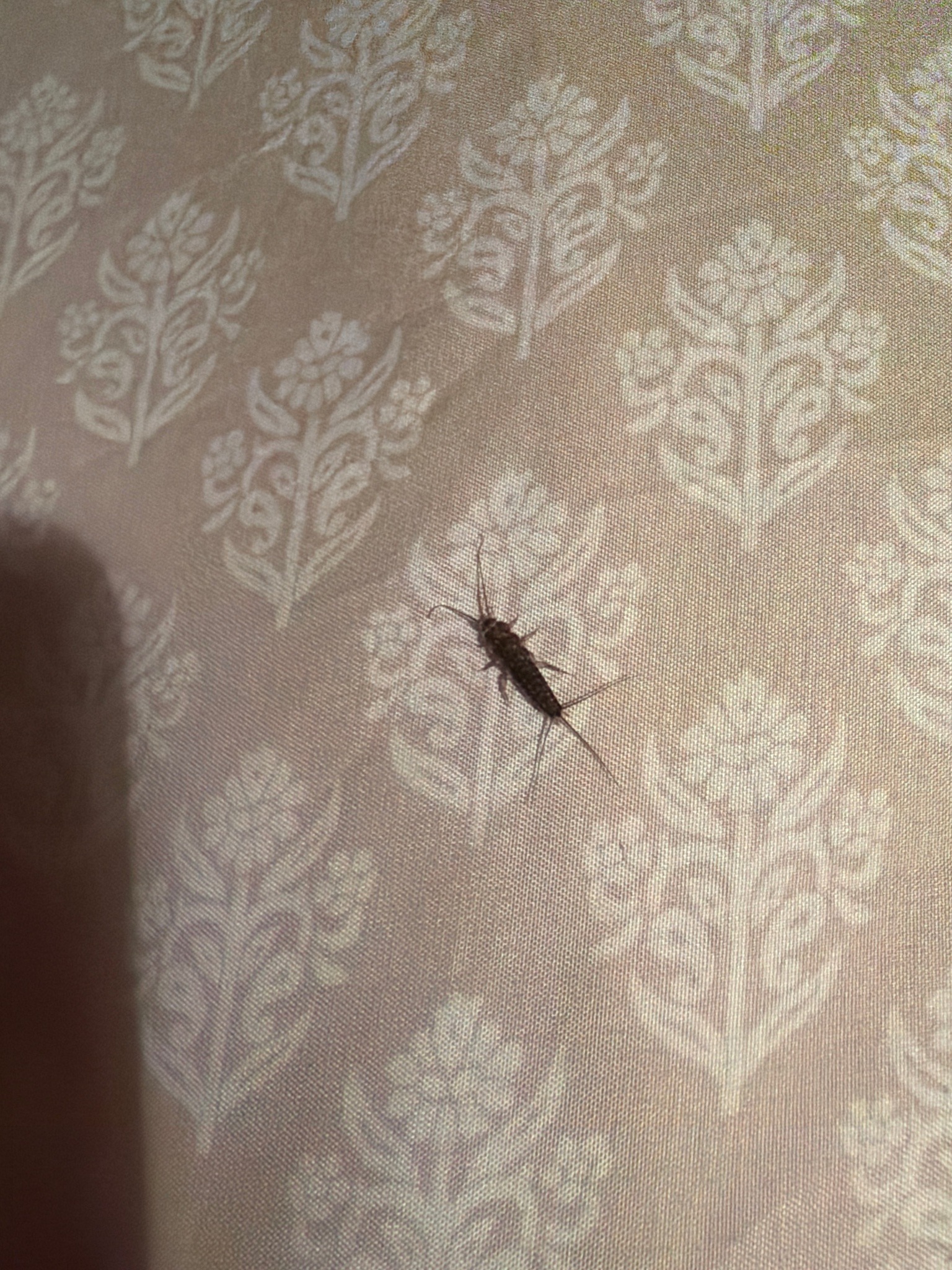 Long-legged spider beetle