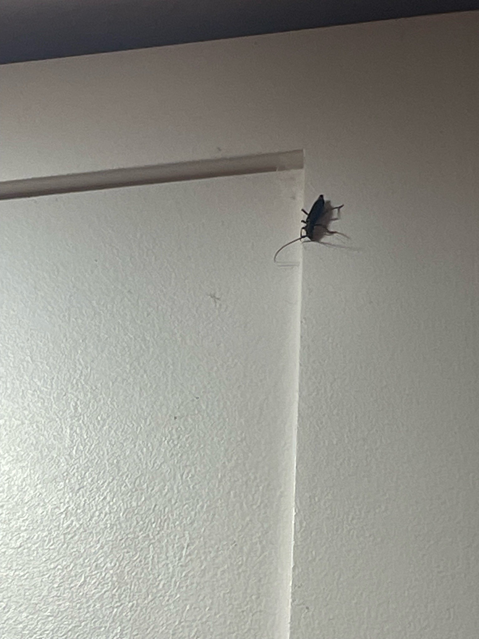 Longhorn Beetle