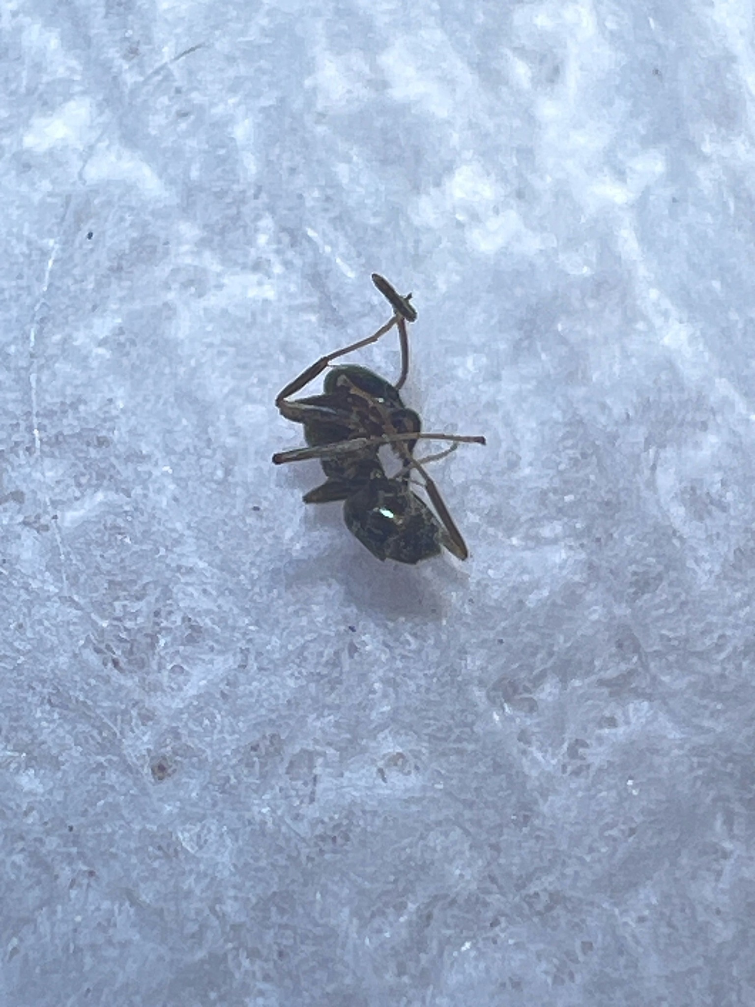 Longhorn beetle (likely a pine sawyer)