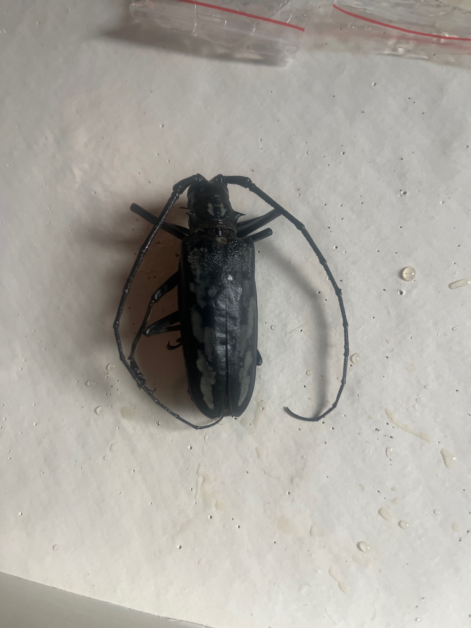 Longhorn beetle (likely a prionid root borer)