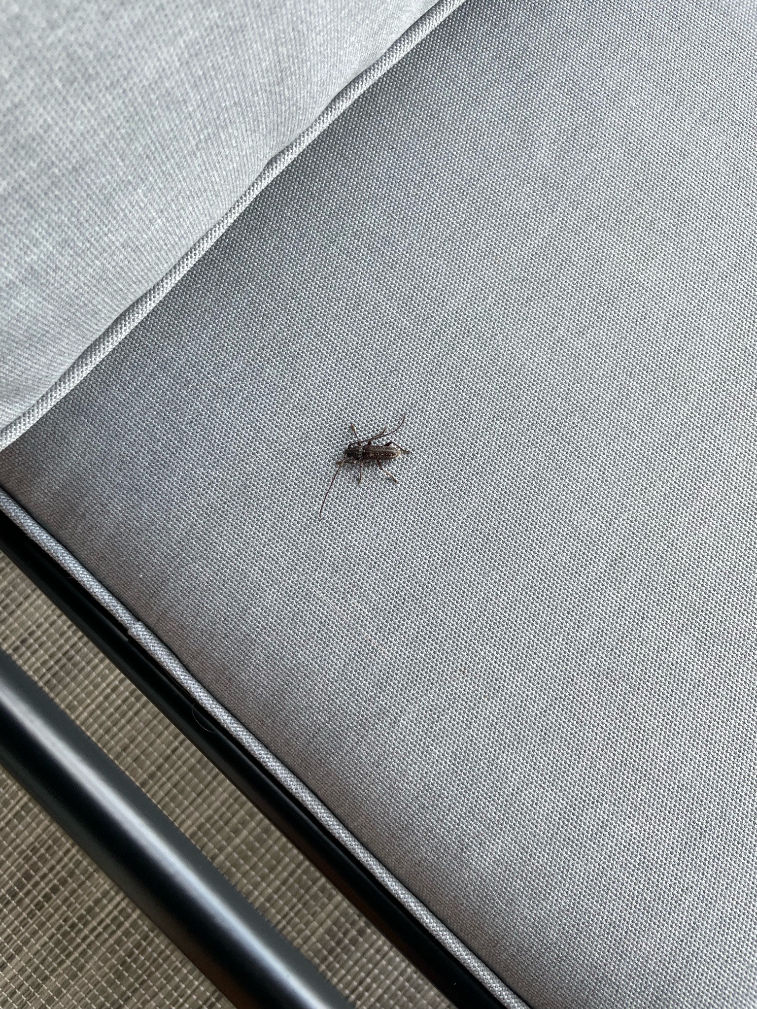 Longhorned Beetle