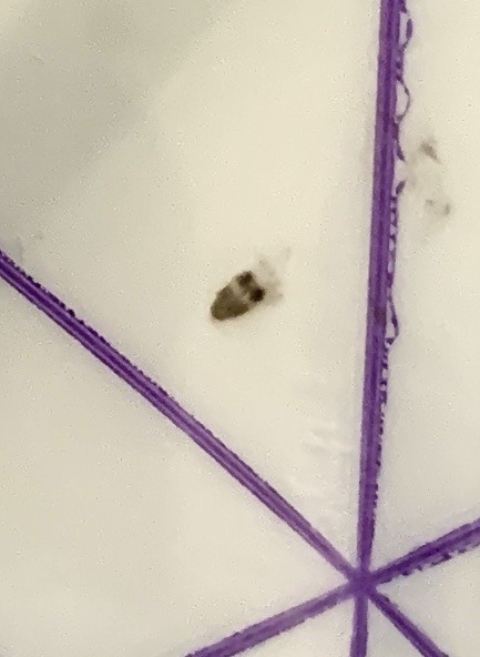 Louse