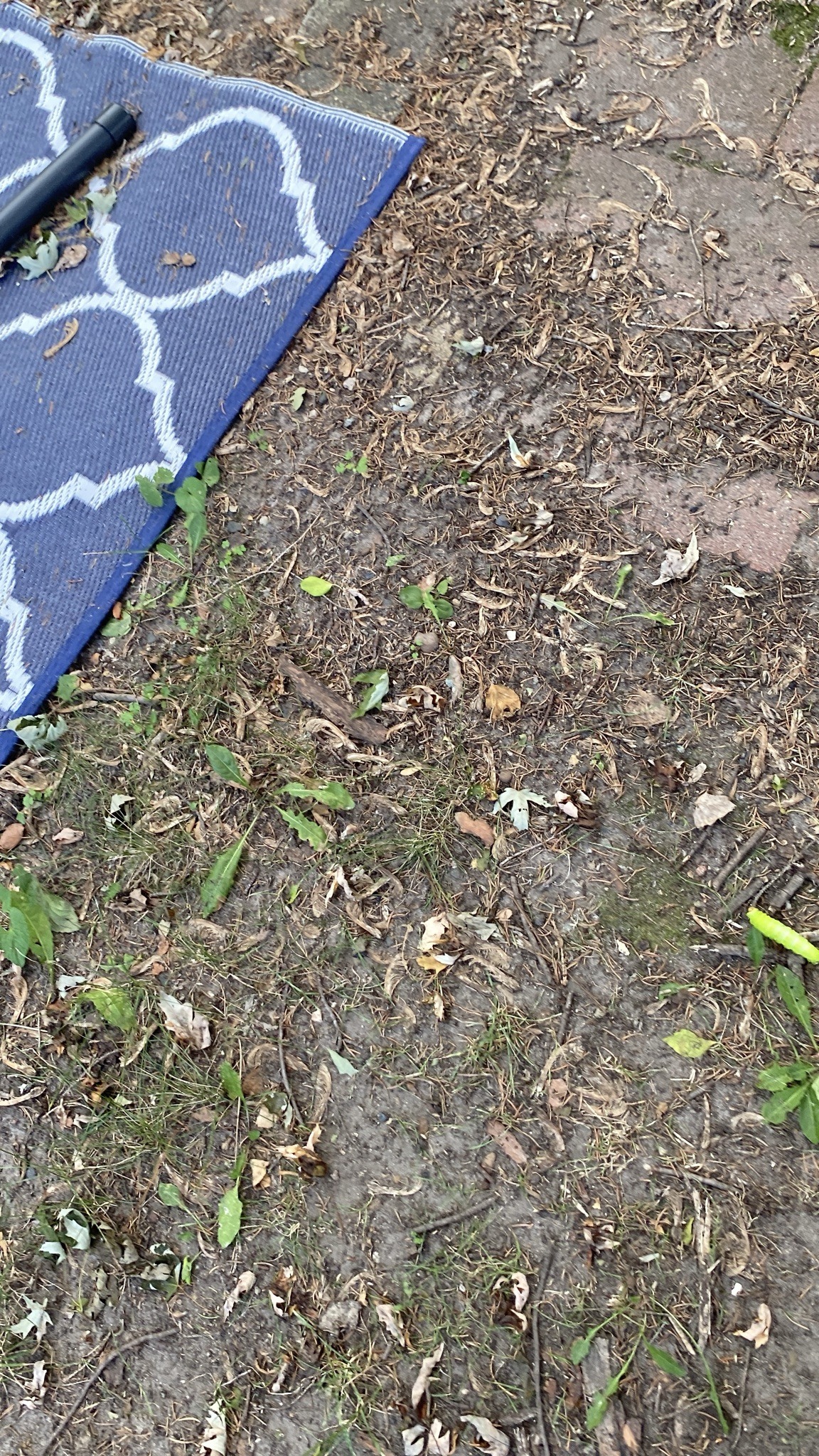Luna Moth Caterpillar