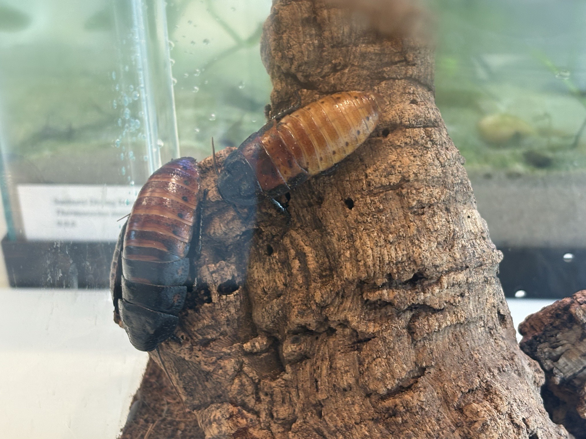 Madagascar Hissing Cockroach