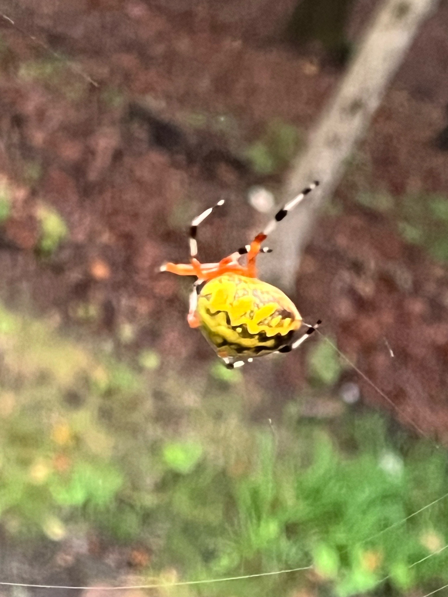 Marbled orb-weaver (yellow color form)
